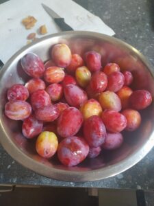 Beechmount Plum