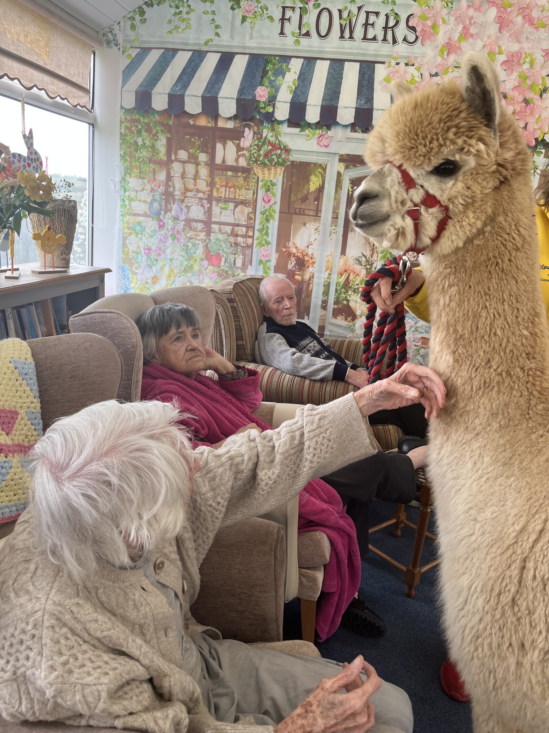 Residents with the alpacas 1 scaled