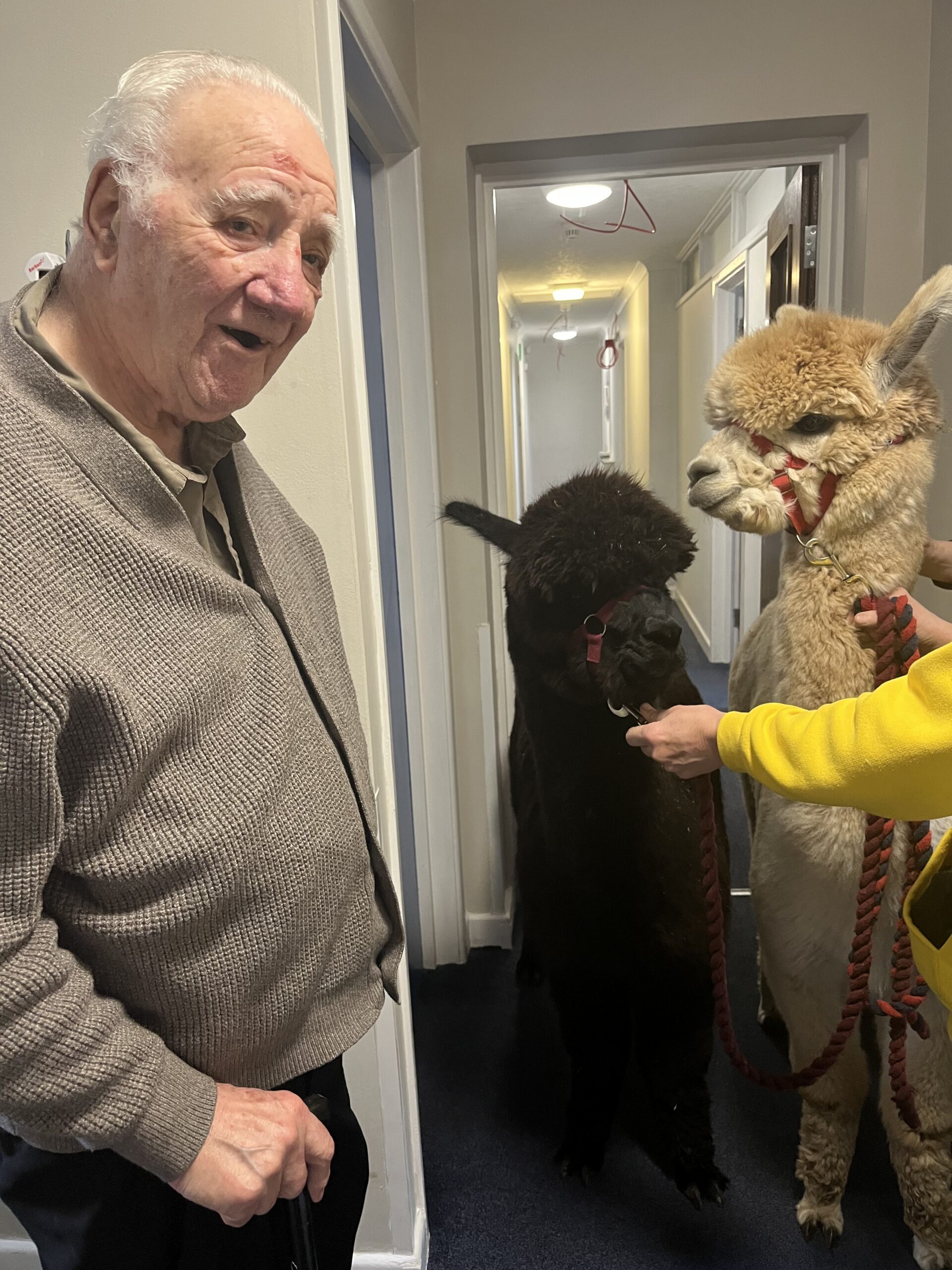 Residents with the alpacas 2 scaled