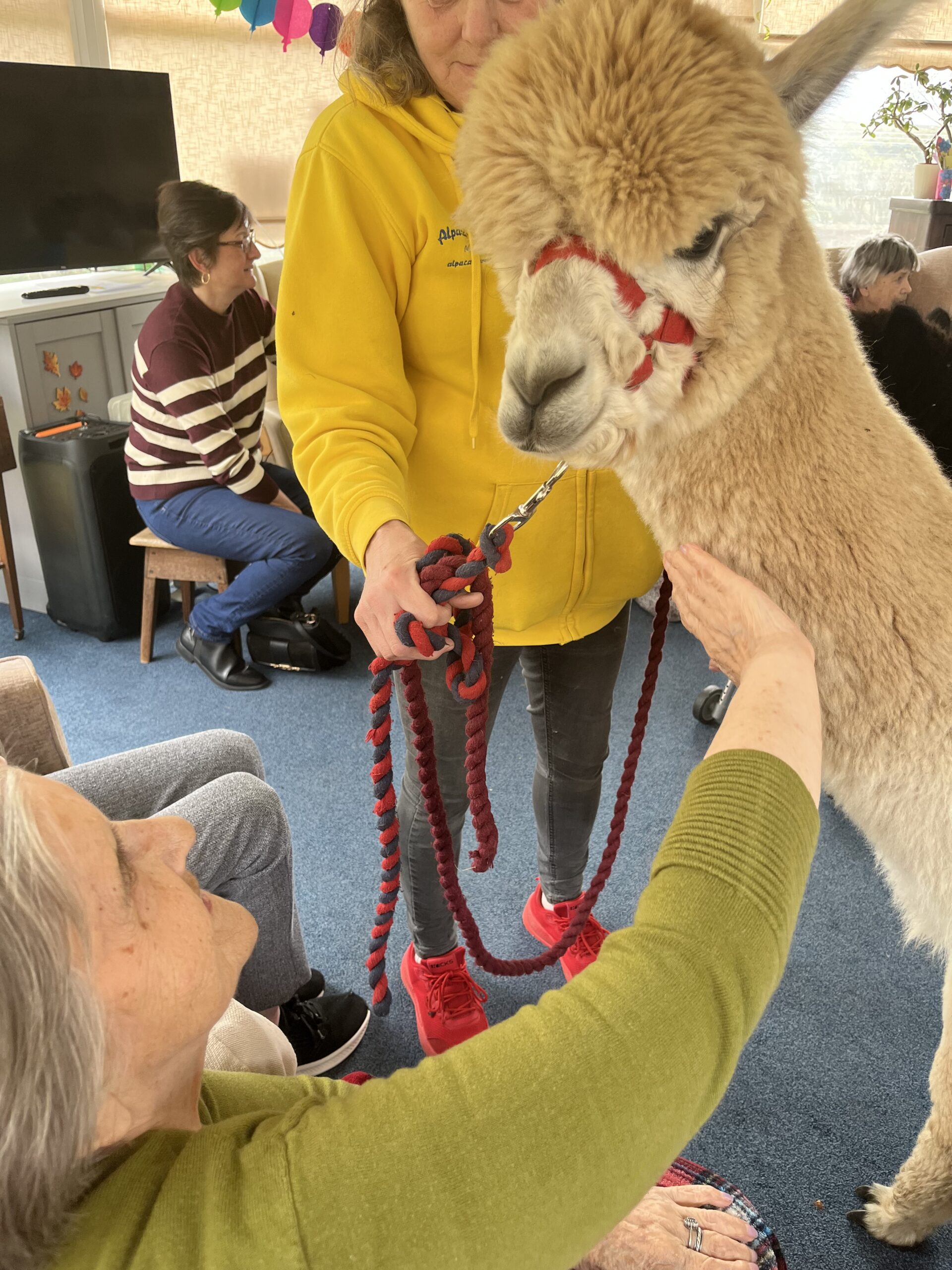 Residents with the alpacas 3 scaled