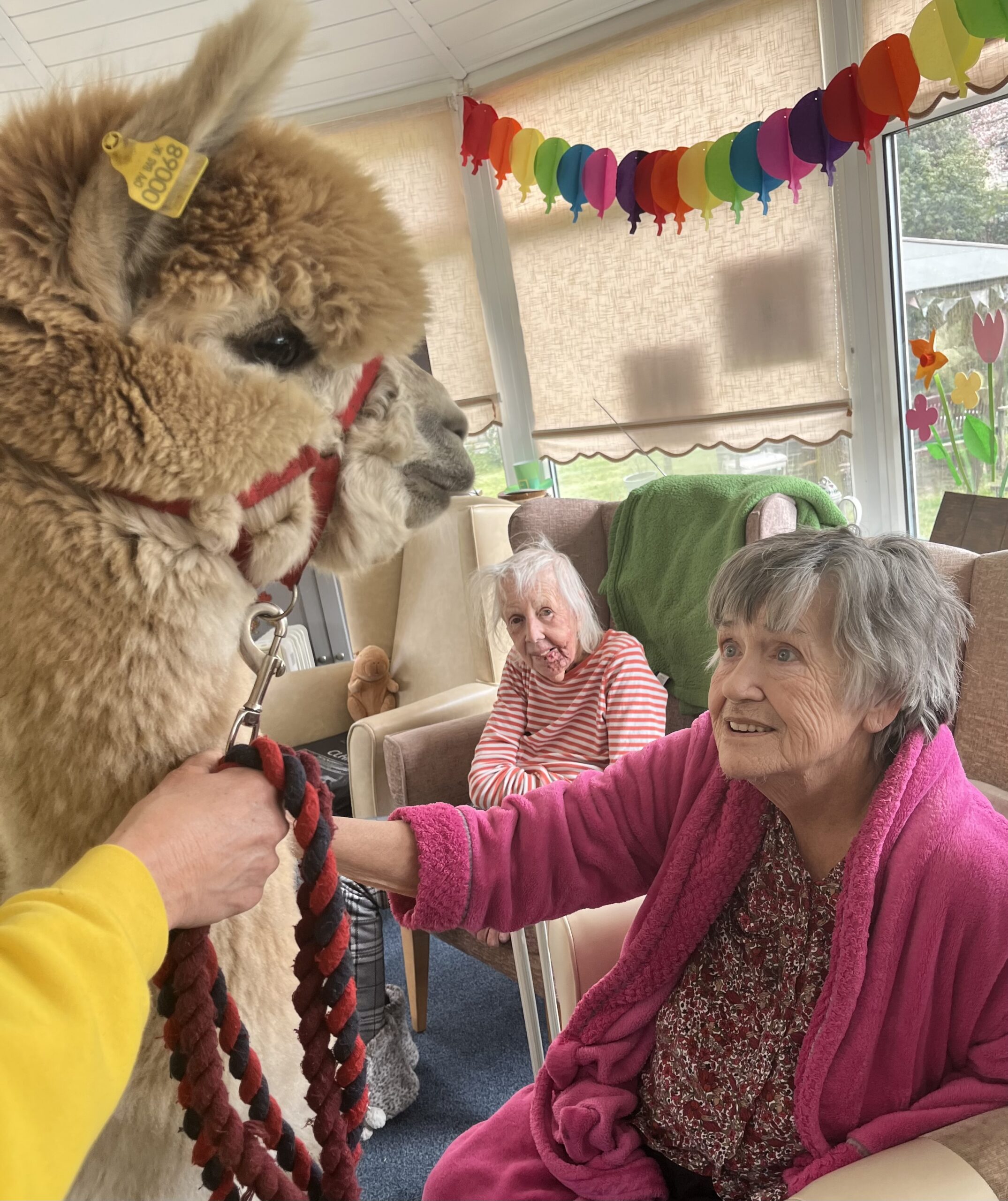 Residents with the alpacas 4 scaled