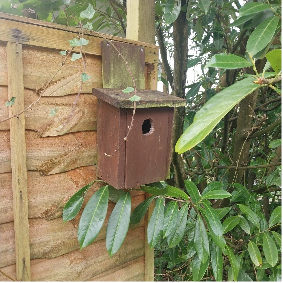 bird box