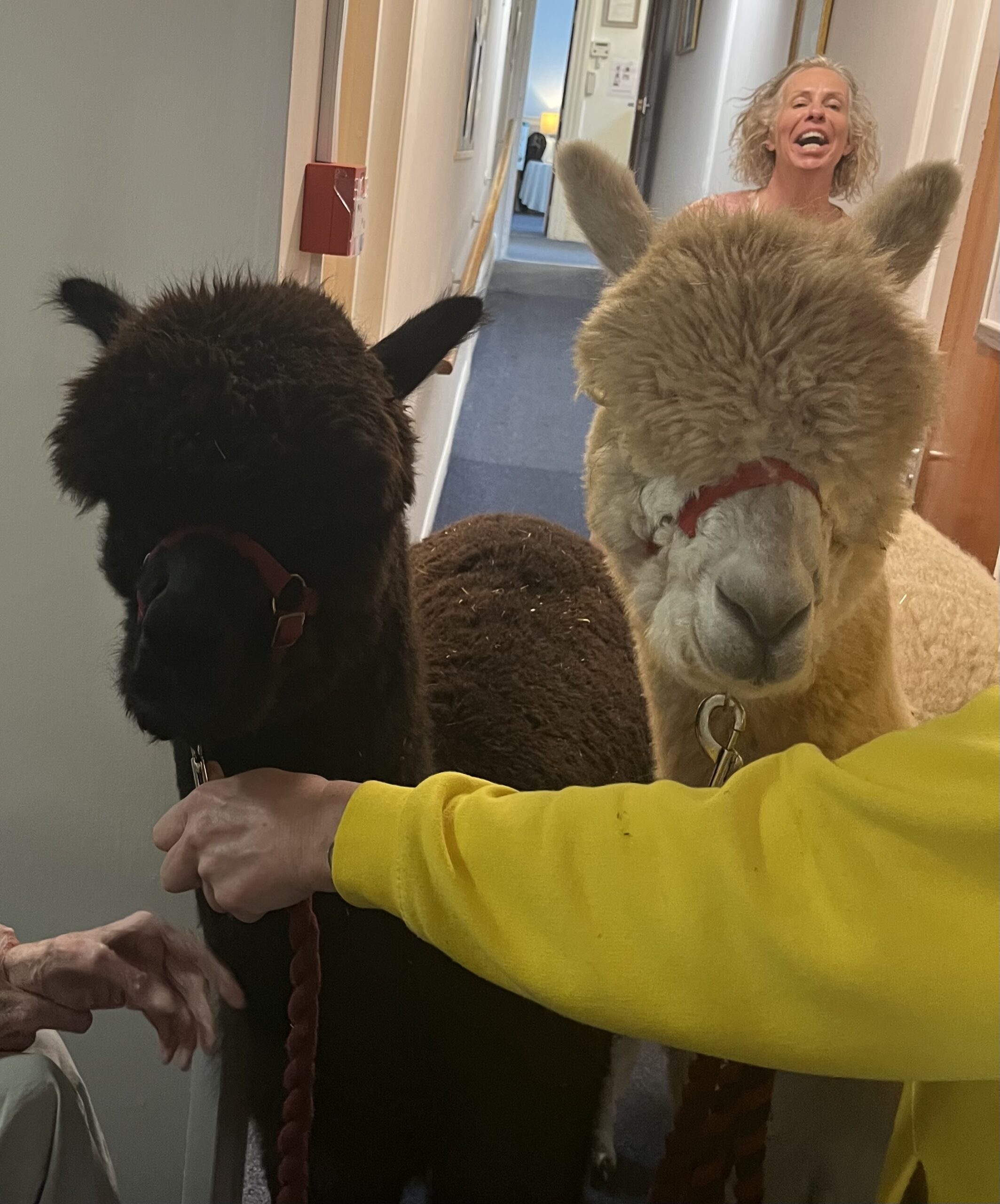 Alpacas Len and Bruno scaled
