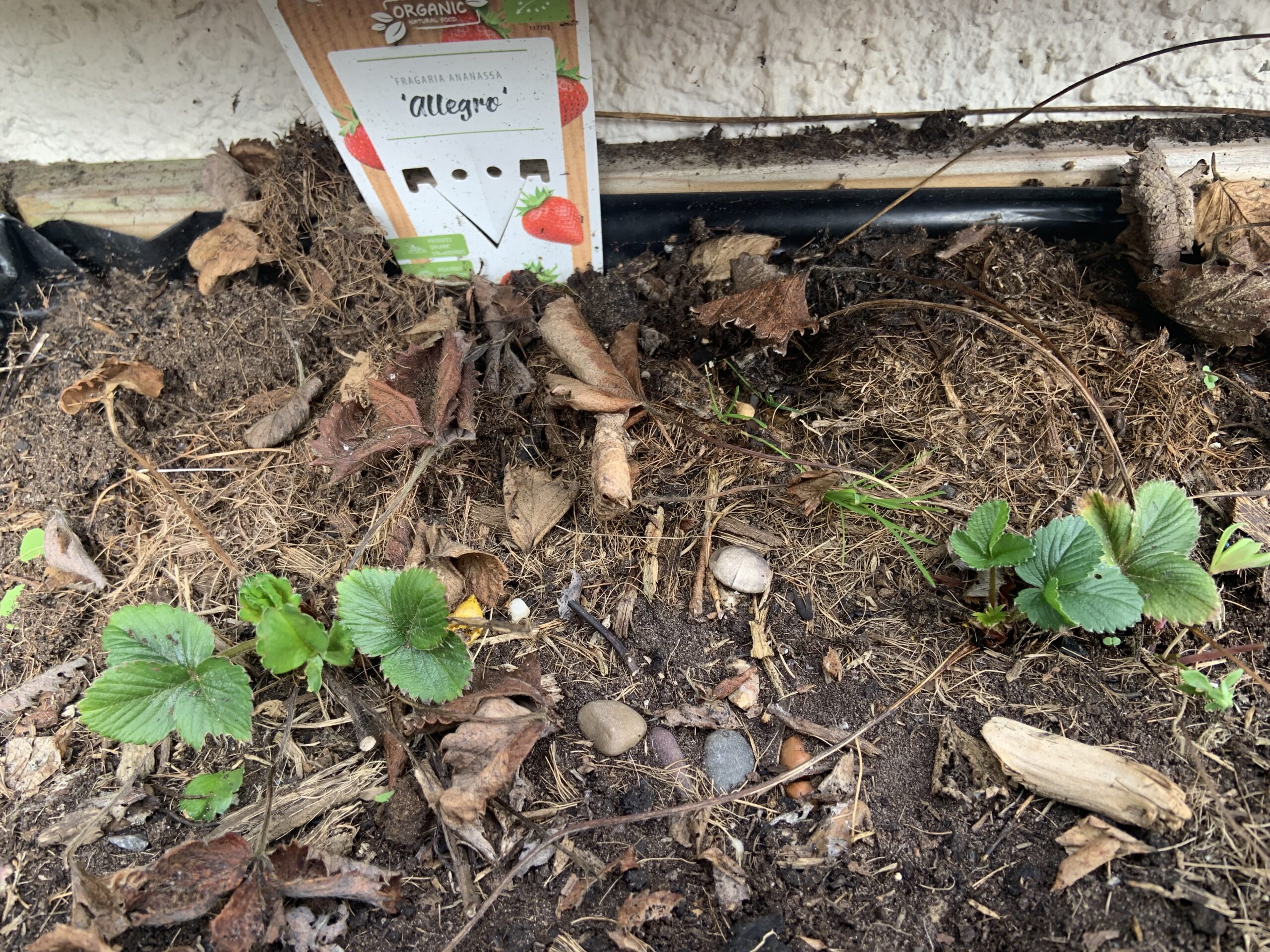 Ashfields strawberry plants scaled