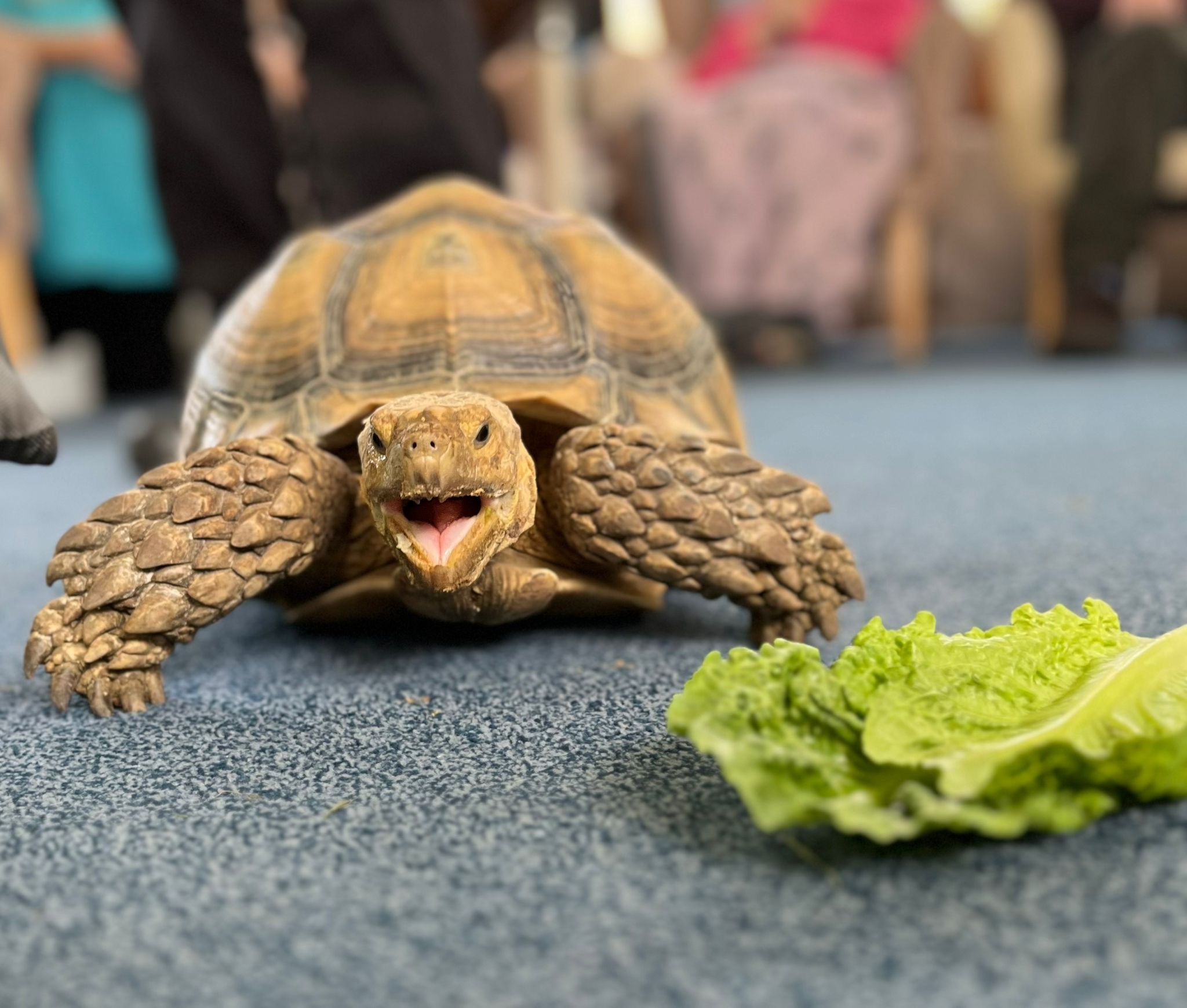 Ben the tortoise