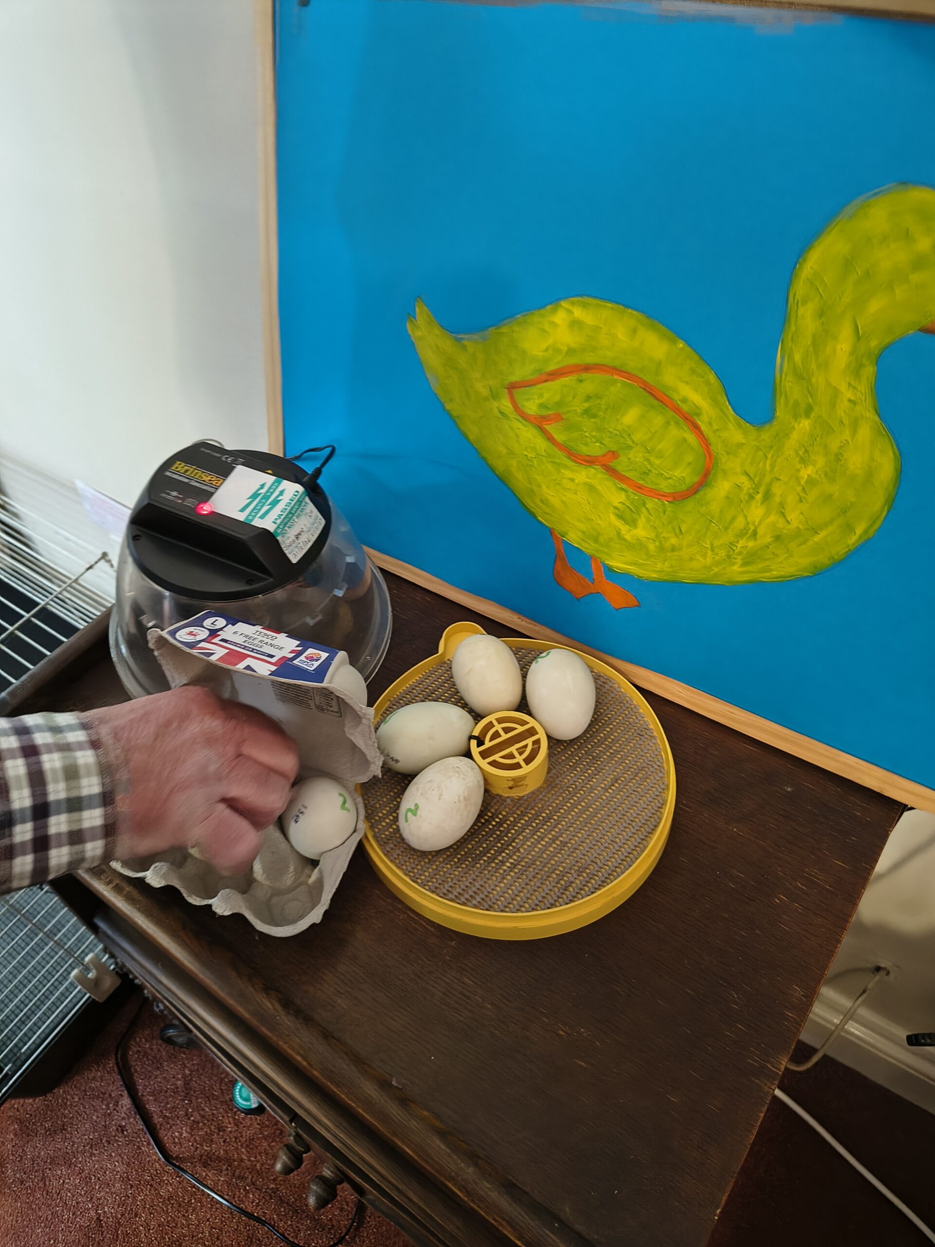 Carefully placing the duck eggs into the incubator scaled