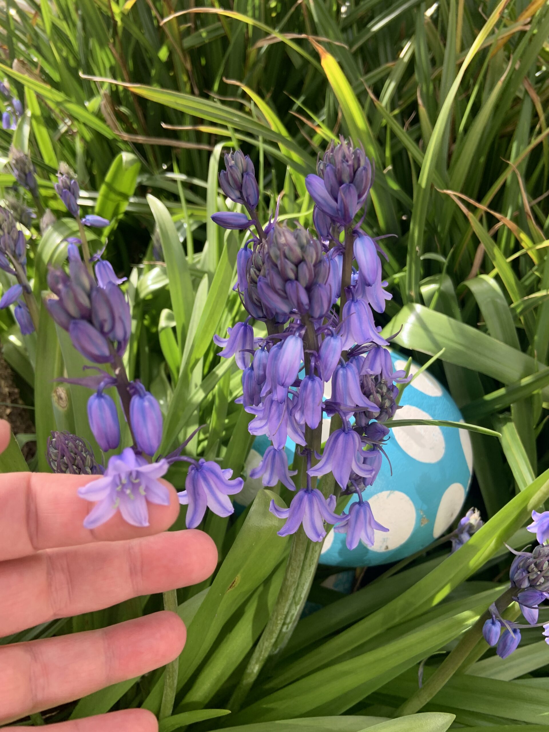 Closeup of bluebells in Ashfield garden scaled