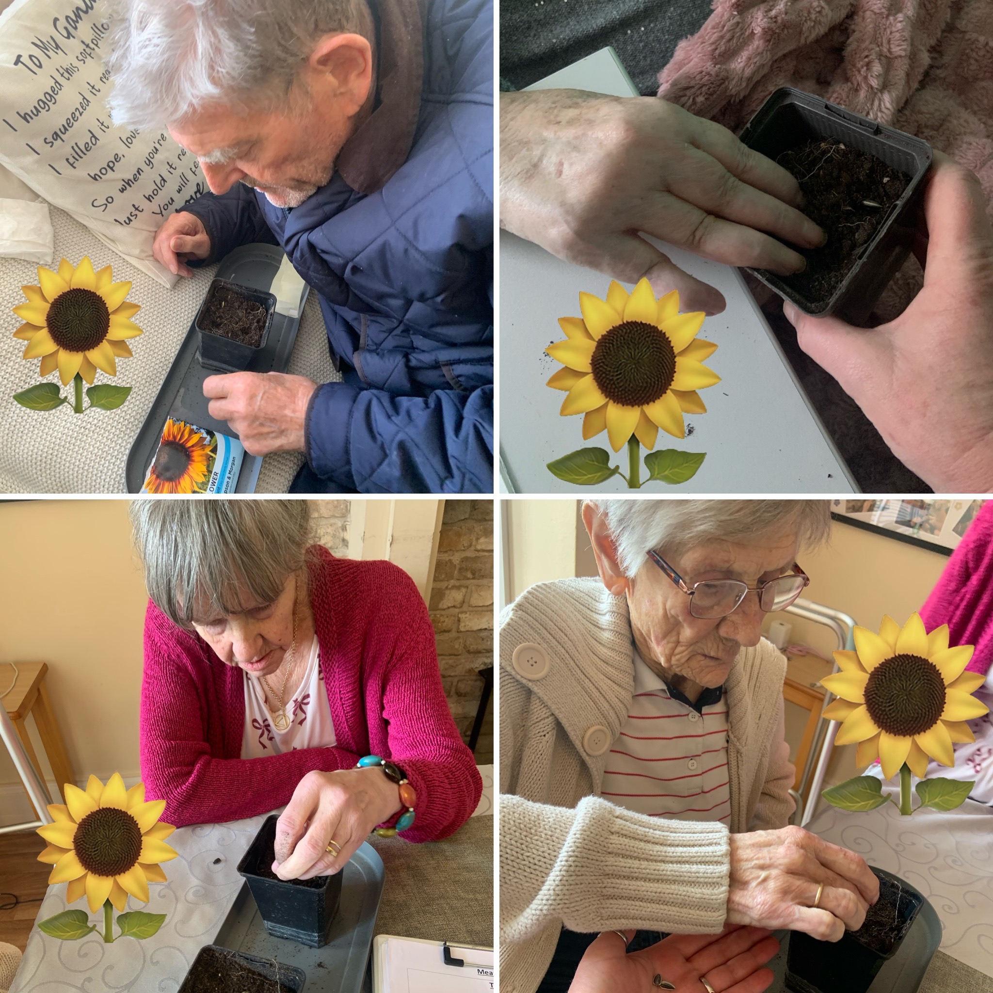 Collage of residents planting sunflower seeds inside into individual named pots