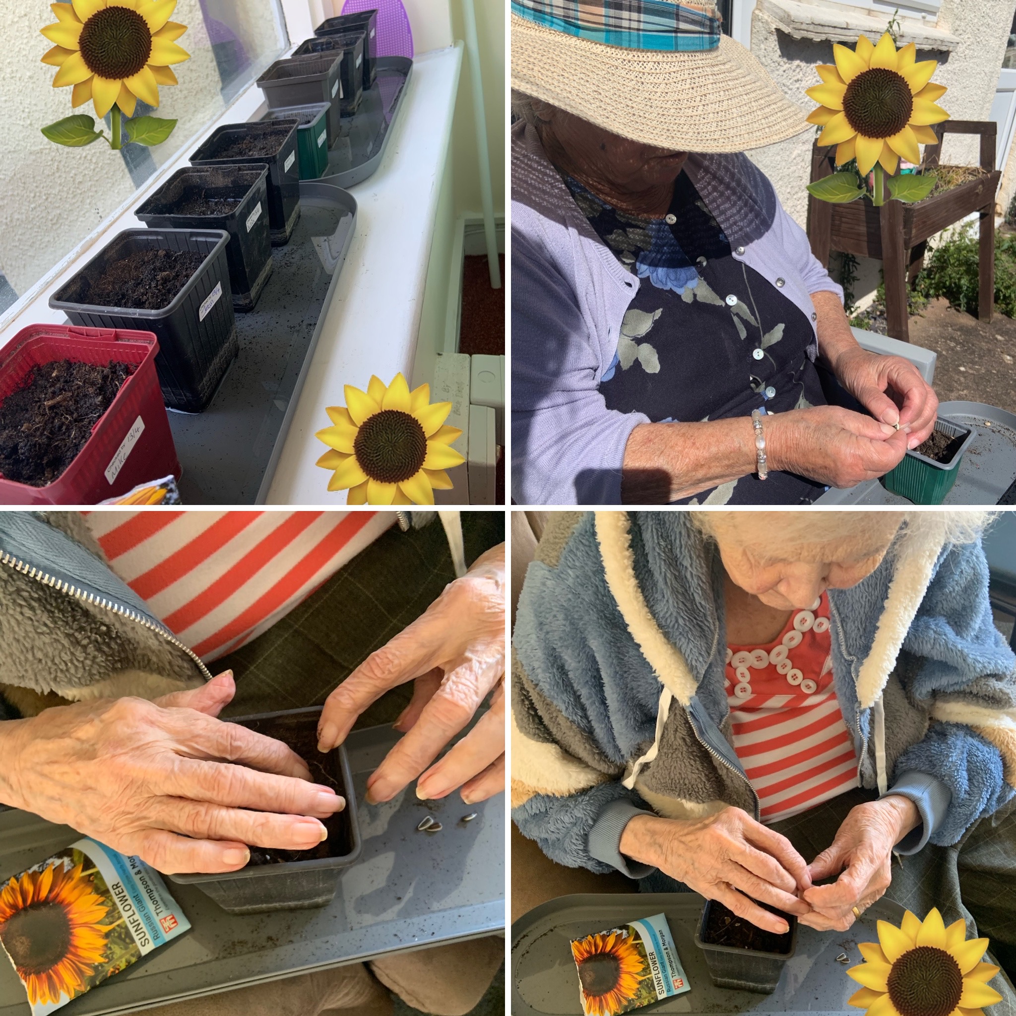 Collage of residents planting sunflower seeds outside in the sunshine into individual pots