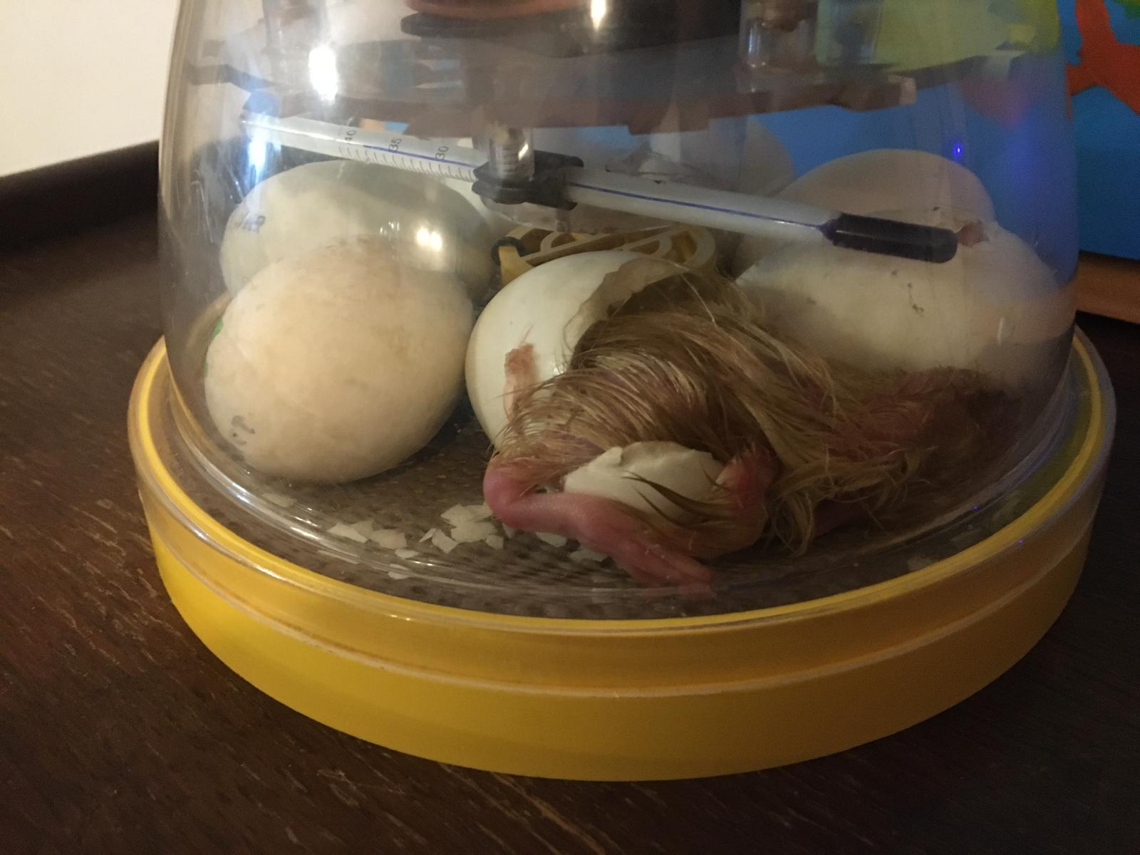 Duck has half hatched we can see a leg and wet feathers