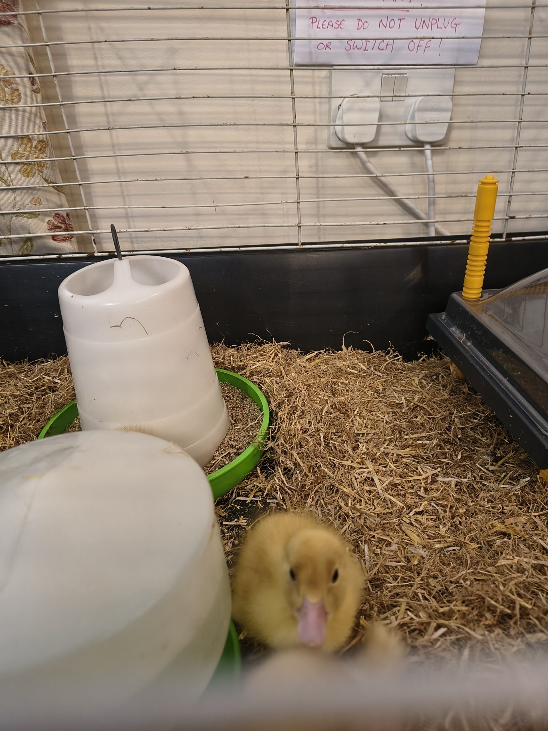 Duckling in the cage Duckling in the cage scaled