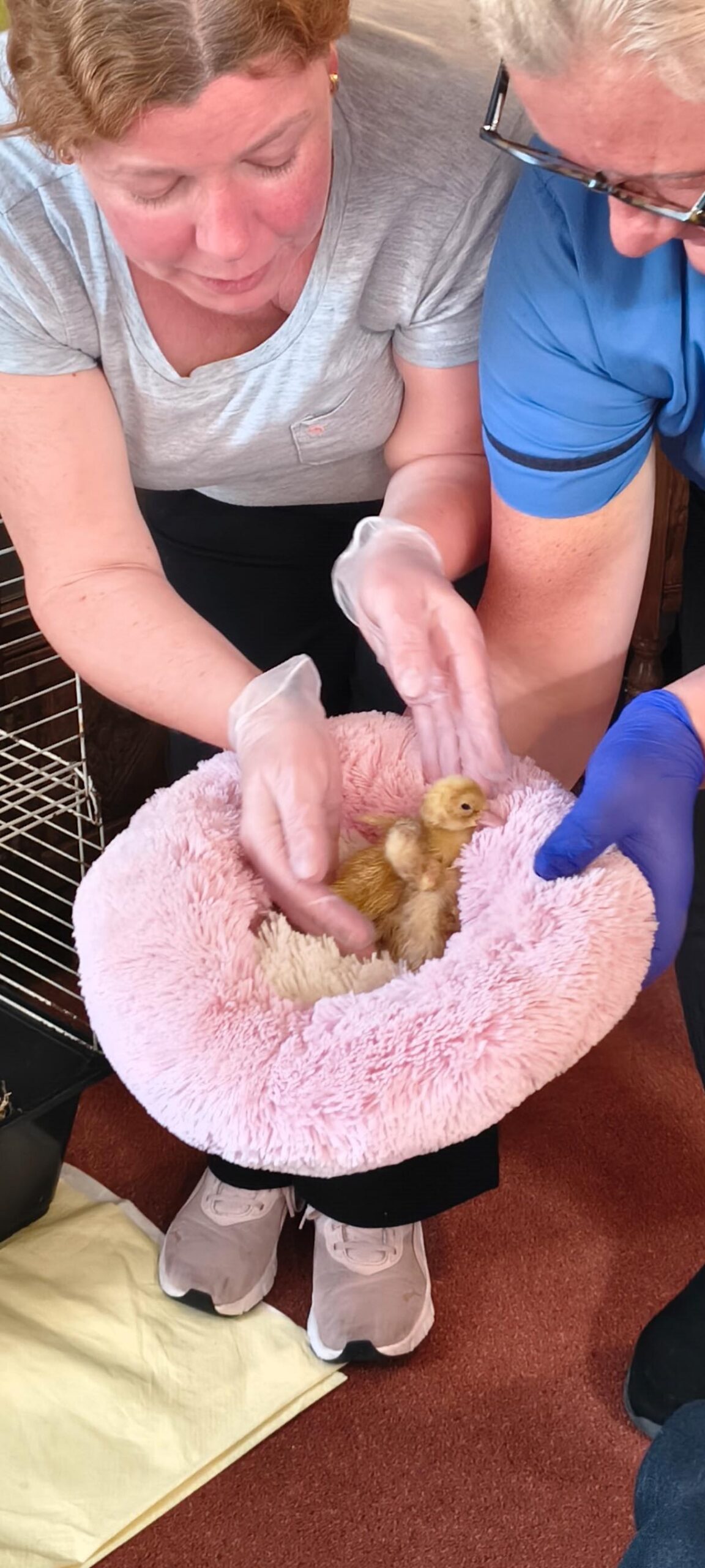Duckling on a pink fluffy pillow held by a carer scaled