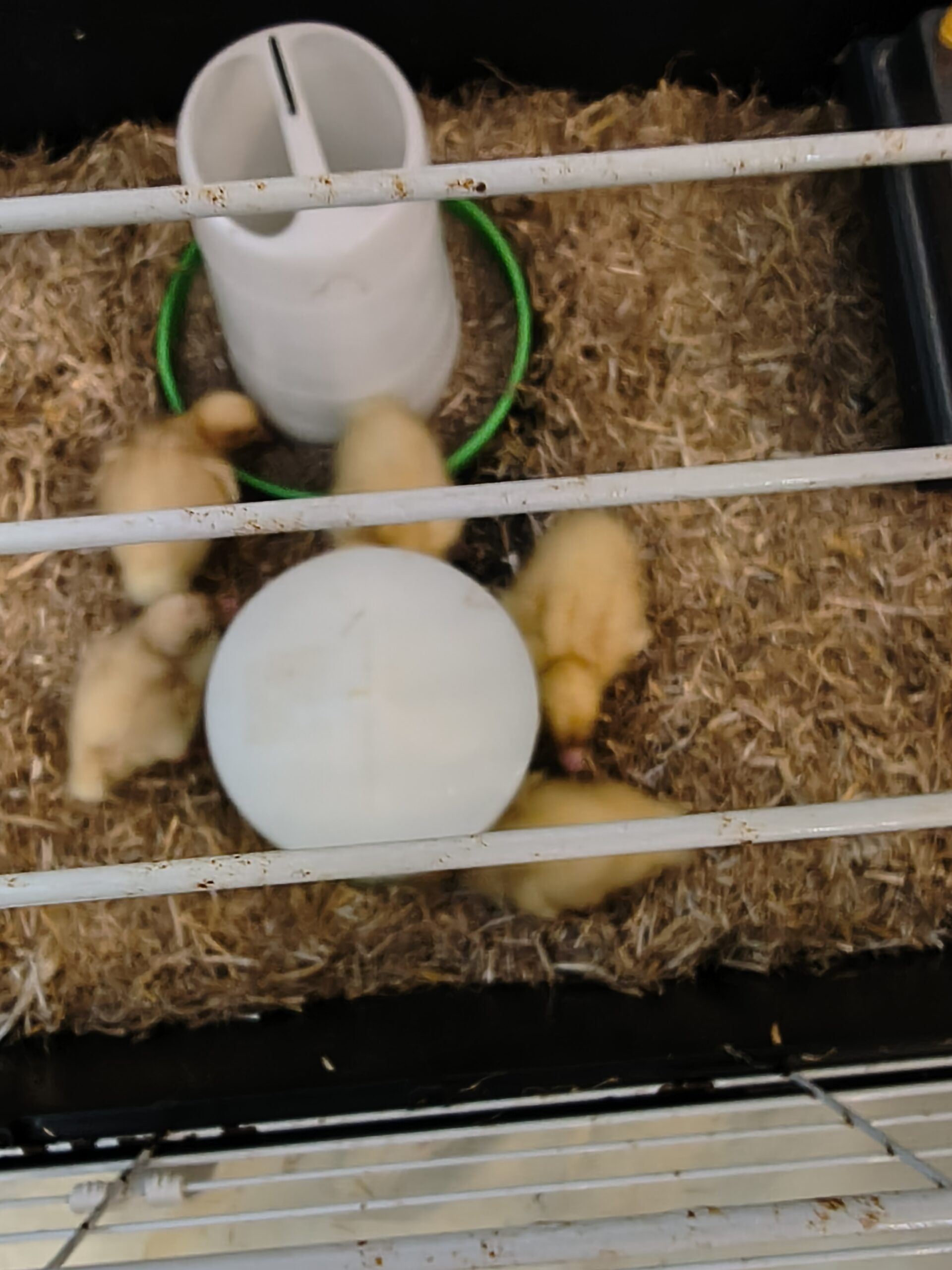 Ducklings in the cage Ducklings in the cage scaled