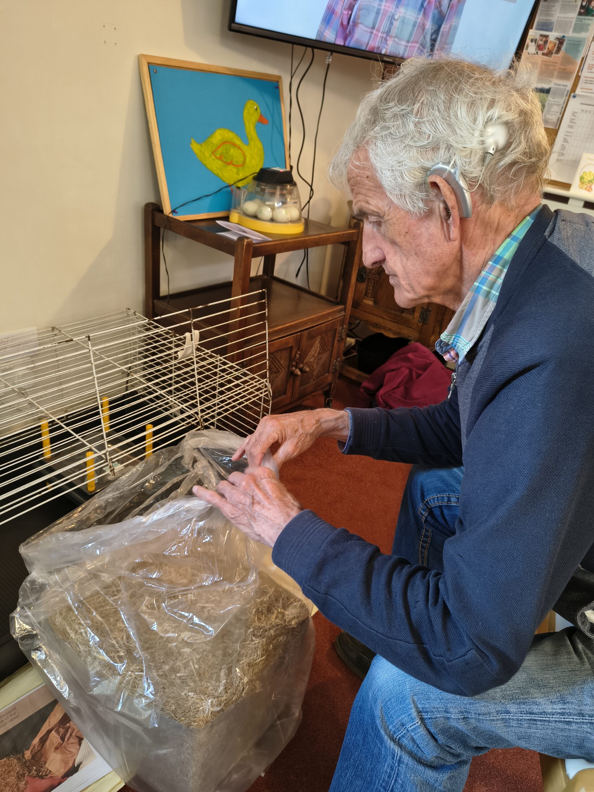 Male opening a bag of straw to place in the cage scaled