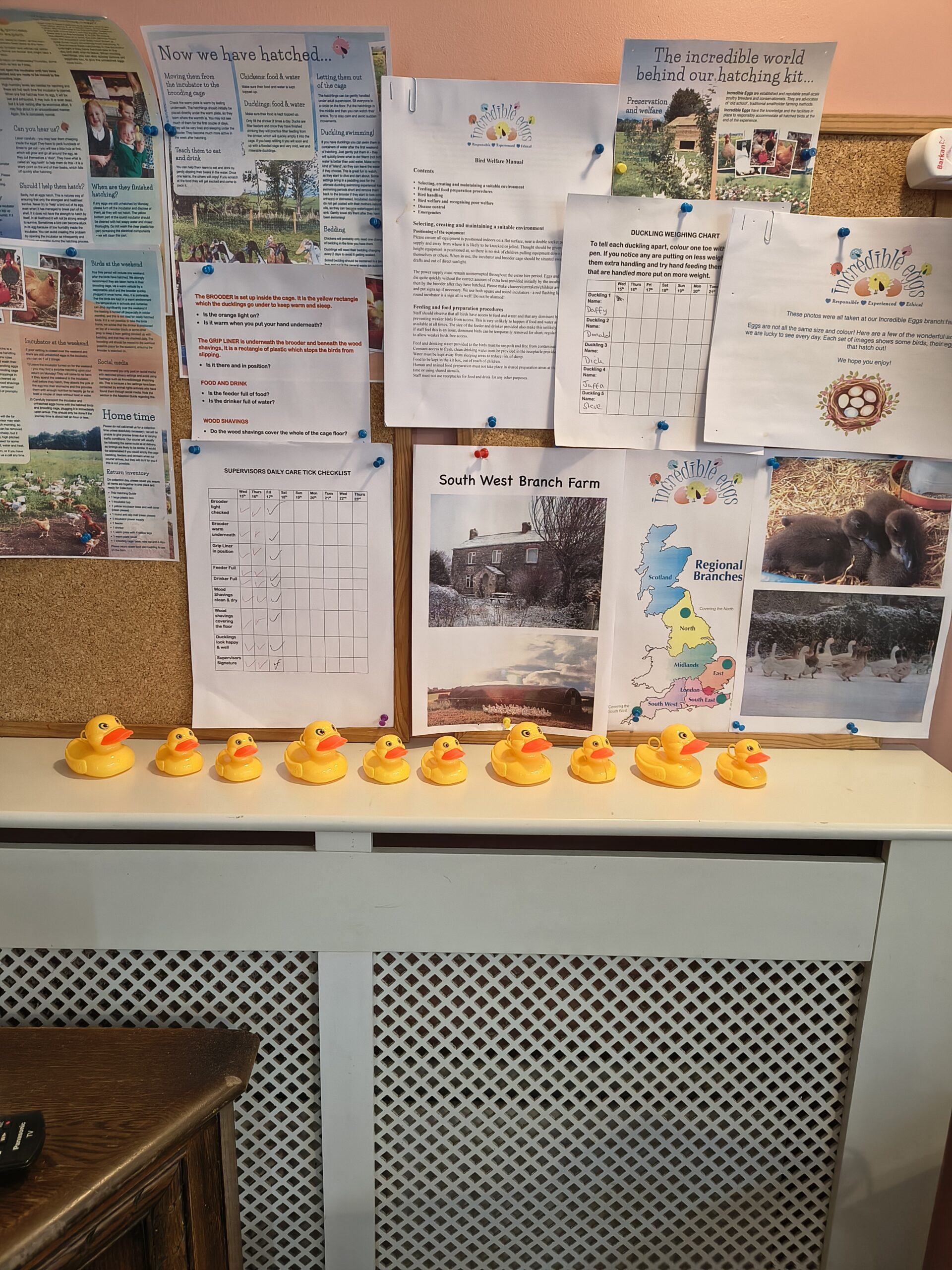 Notice board with poster included and plastic yellow ducks lined up underneath scaled