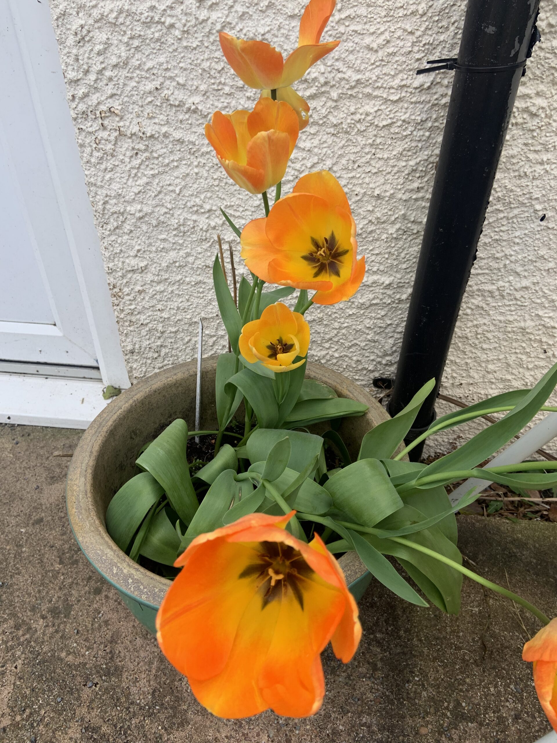 Outside pot plant with large yellow orange flowers scaled