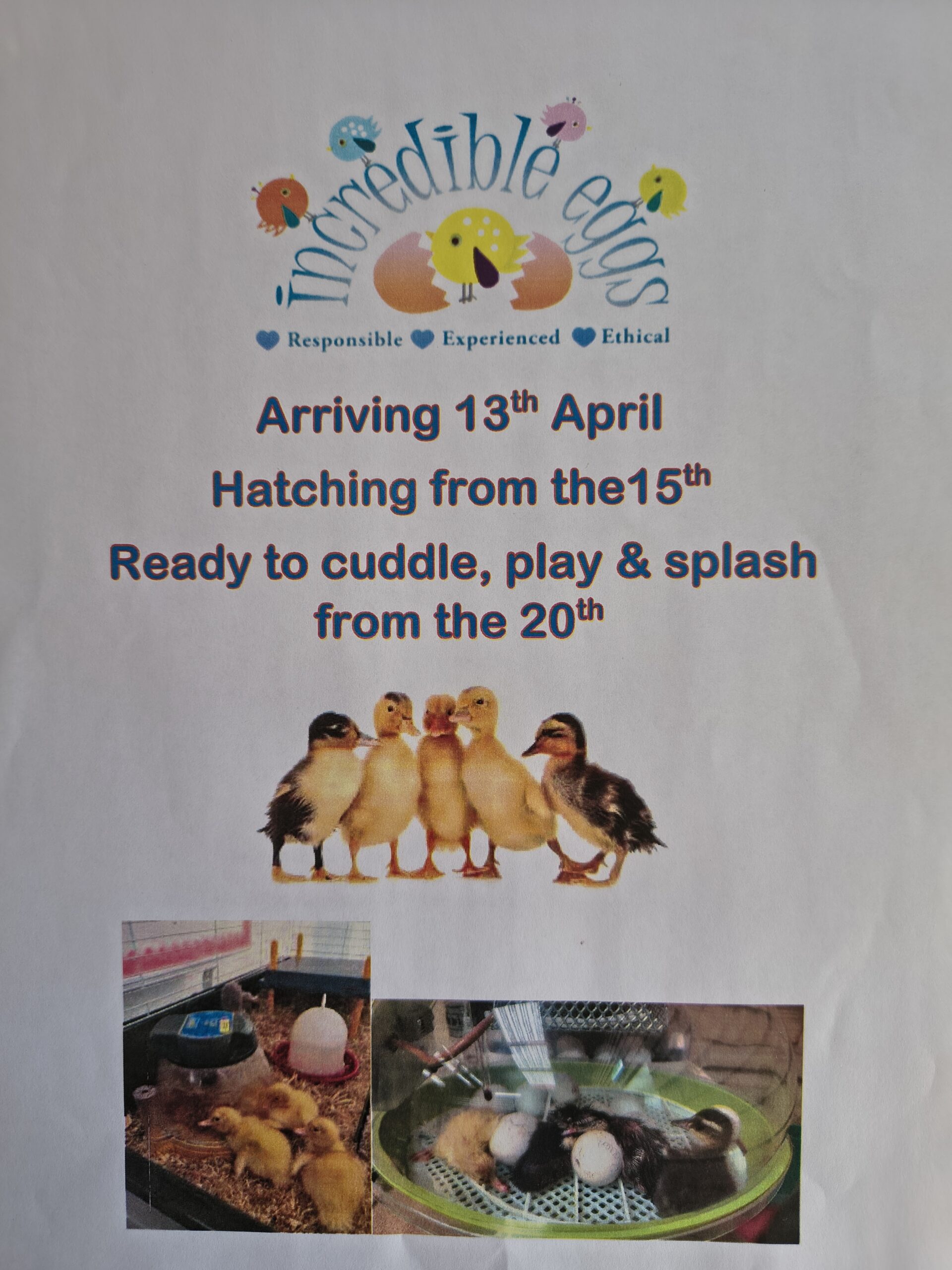 Poster about the duck eggs arriving to the care home scaled