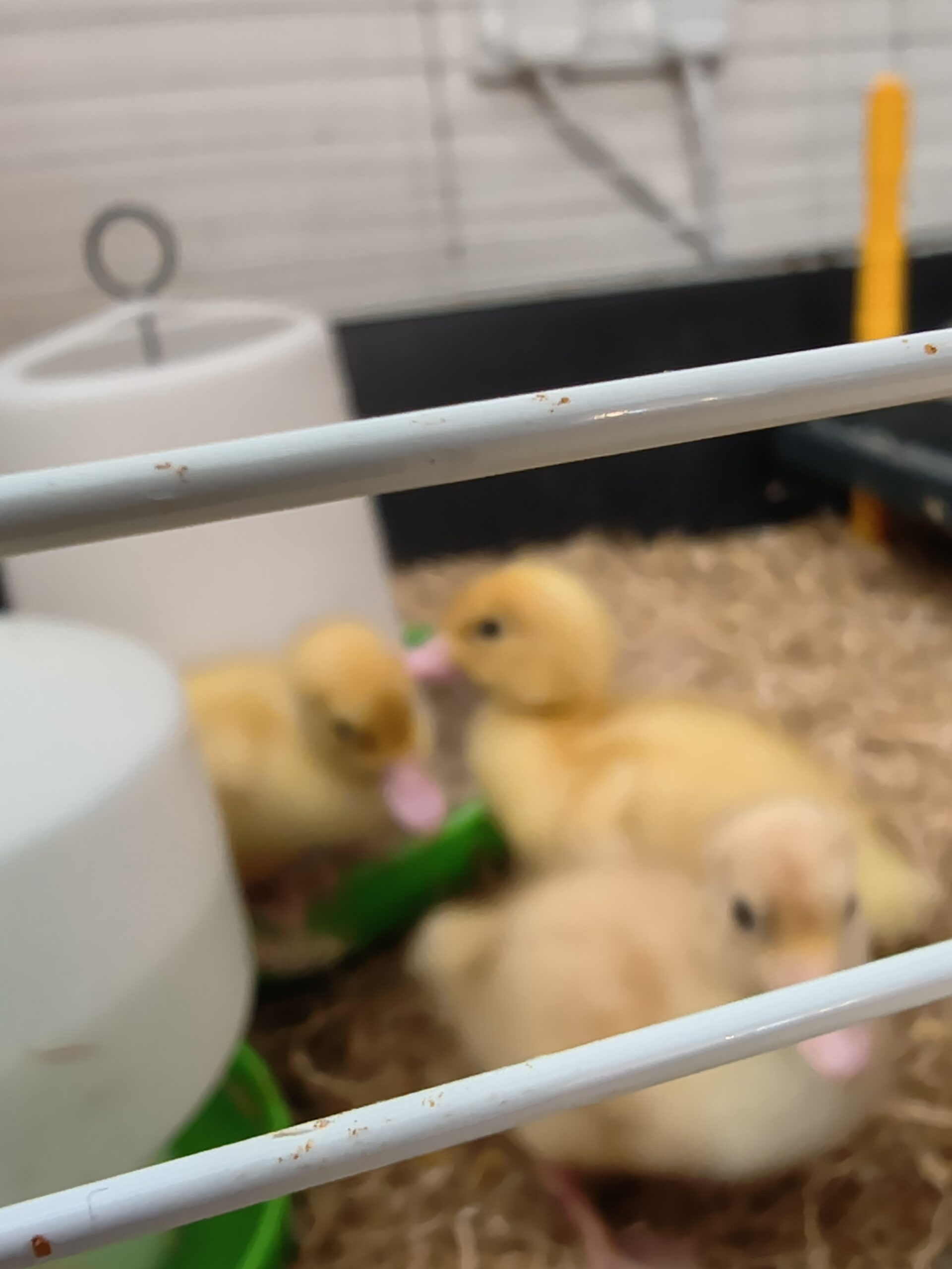 3 ducklings in their cage scaled