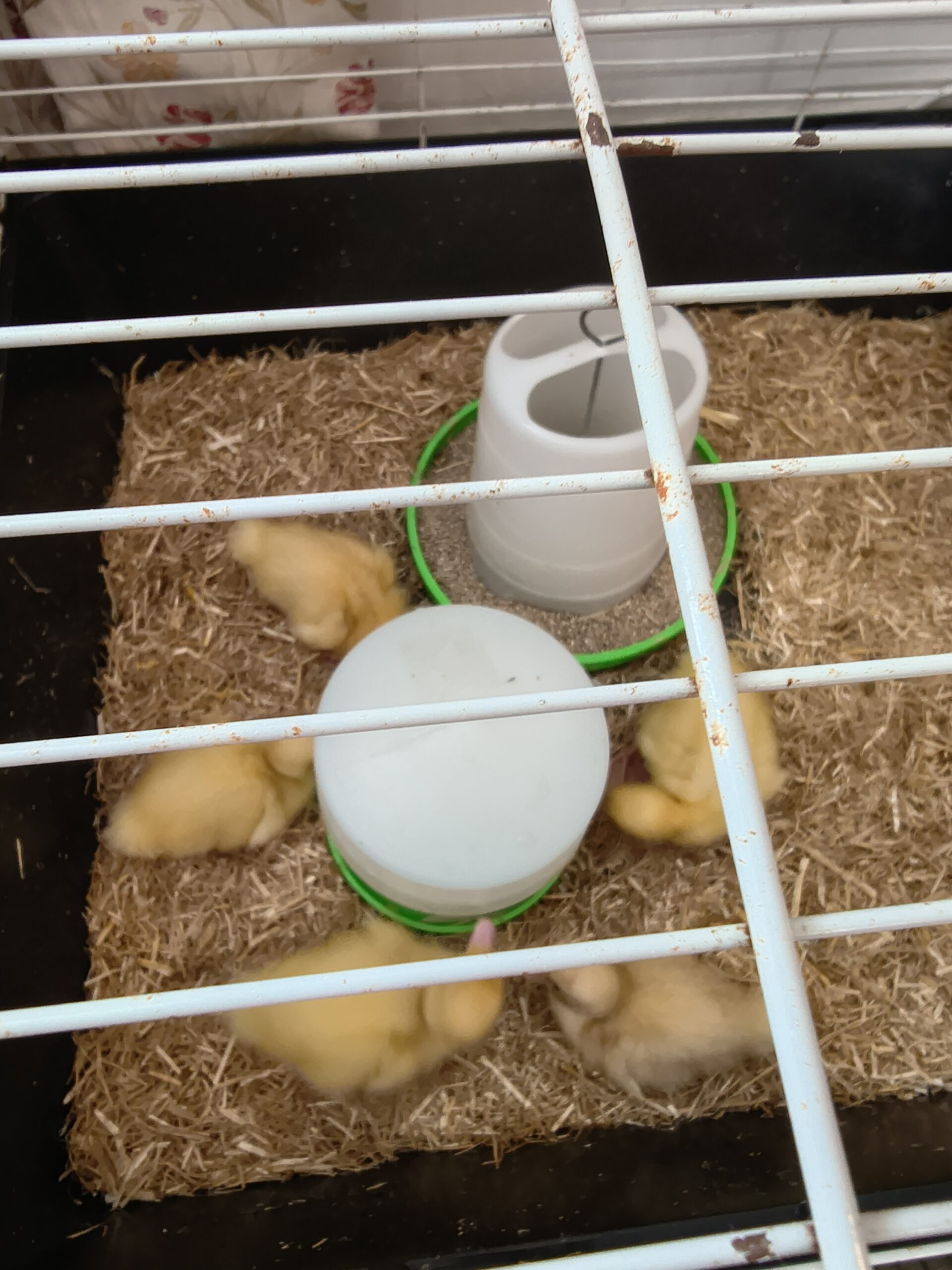 5 ducklings gathered around a drinker in their cage scaled