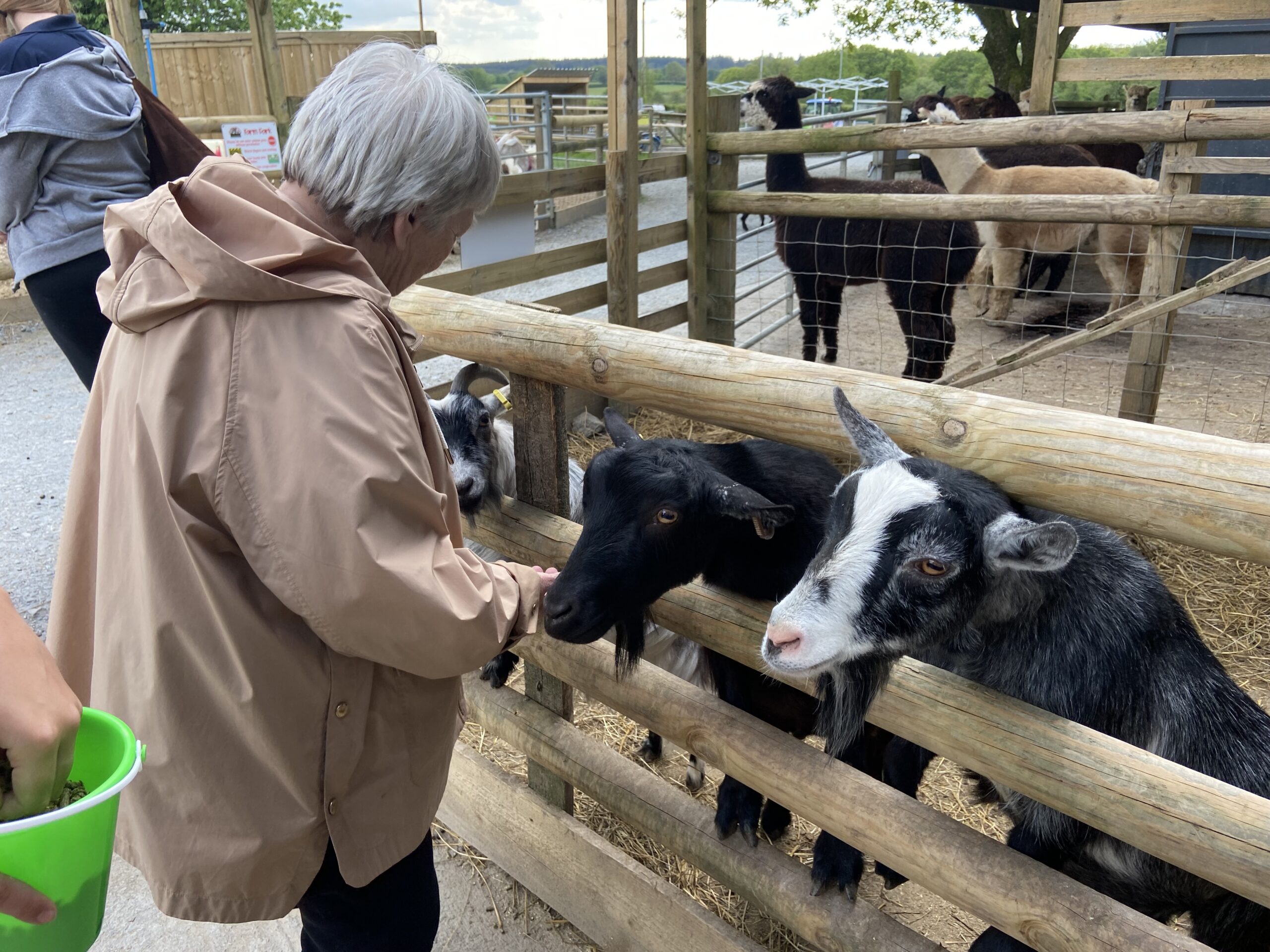 Ange feeding the goats scaled