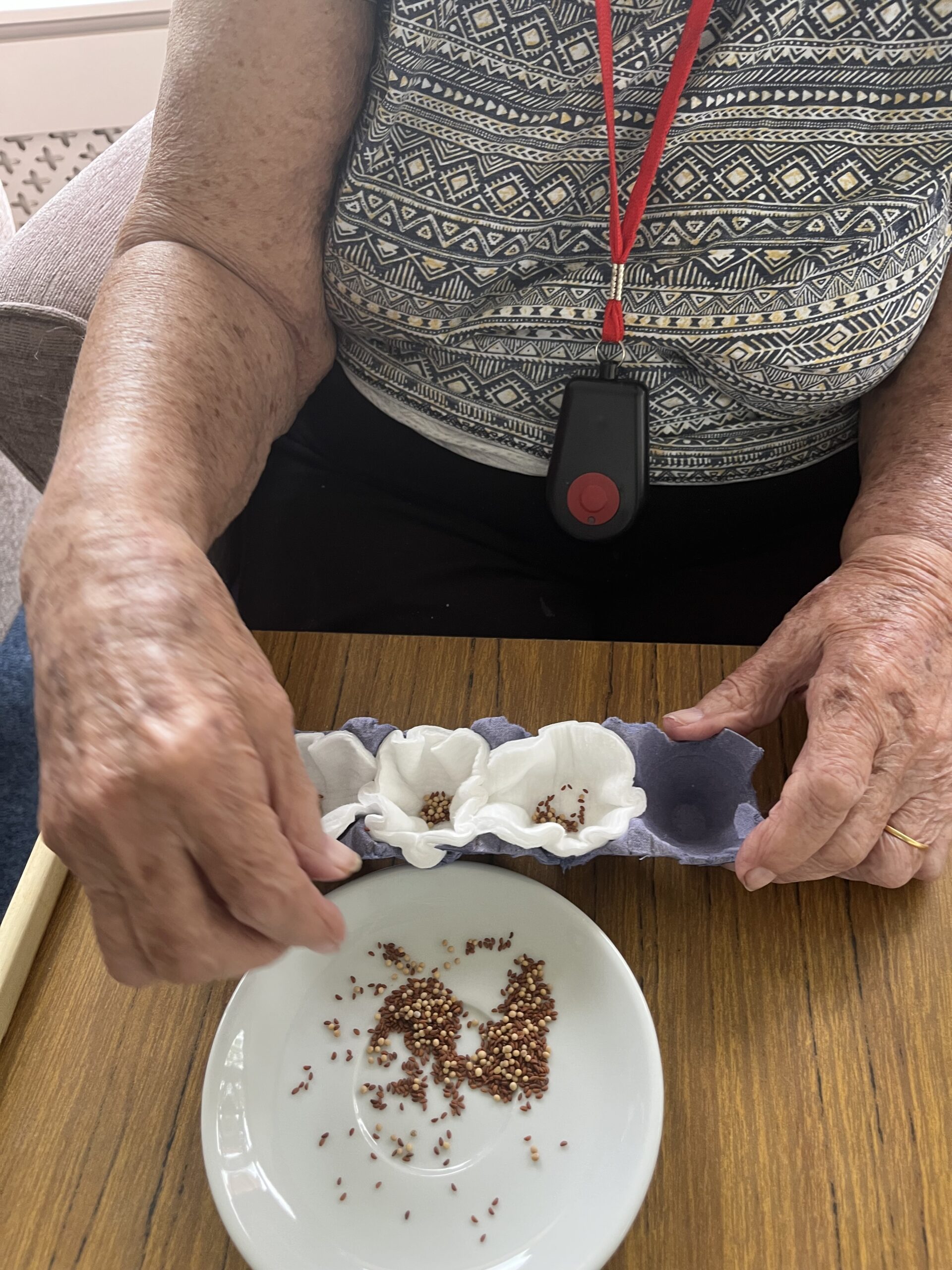 Barb picking uo seeds from a plate and placing them into her egg box scaled