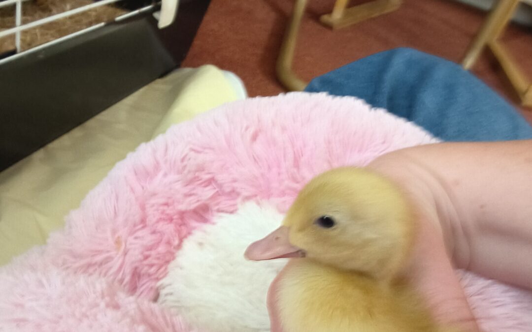 First Duckling Cuddle Brings Smiles at Cambrian Lodge