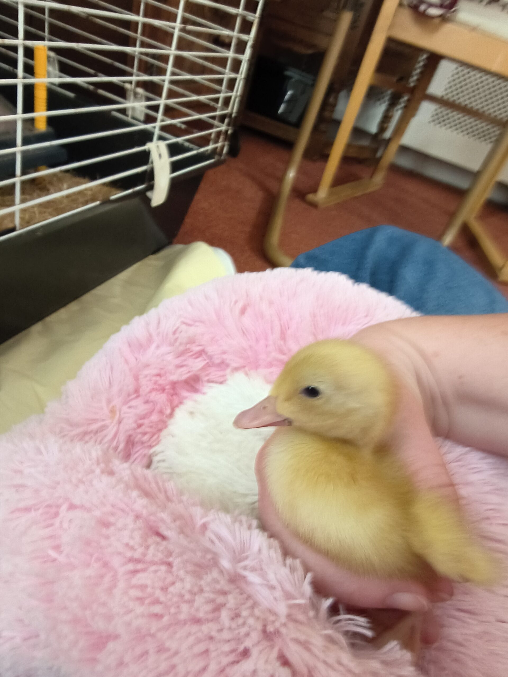 Close up of a duckling being held by a resident on their lap on a pink fluffy pillow scaled