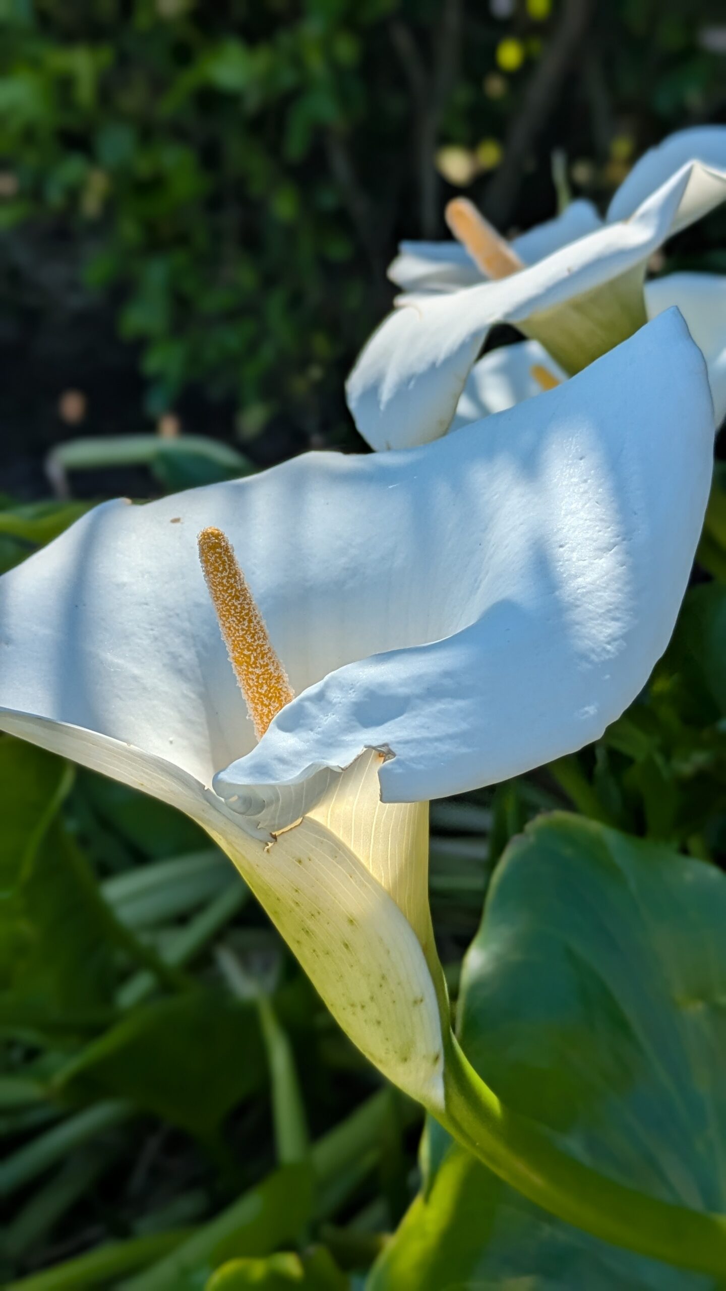 Close up of a white lily flower scaled
