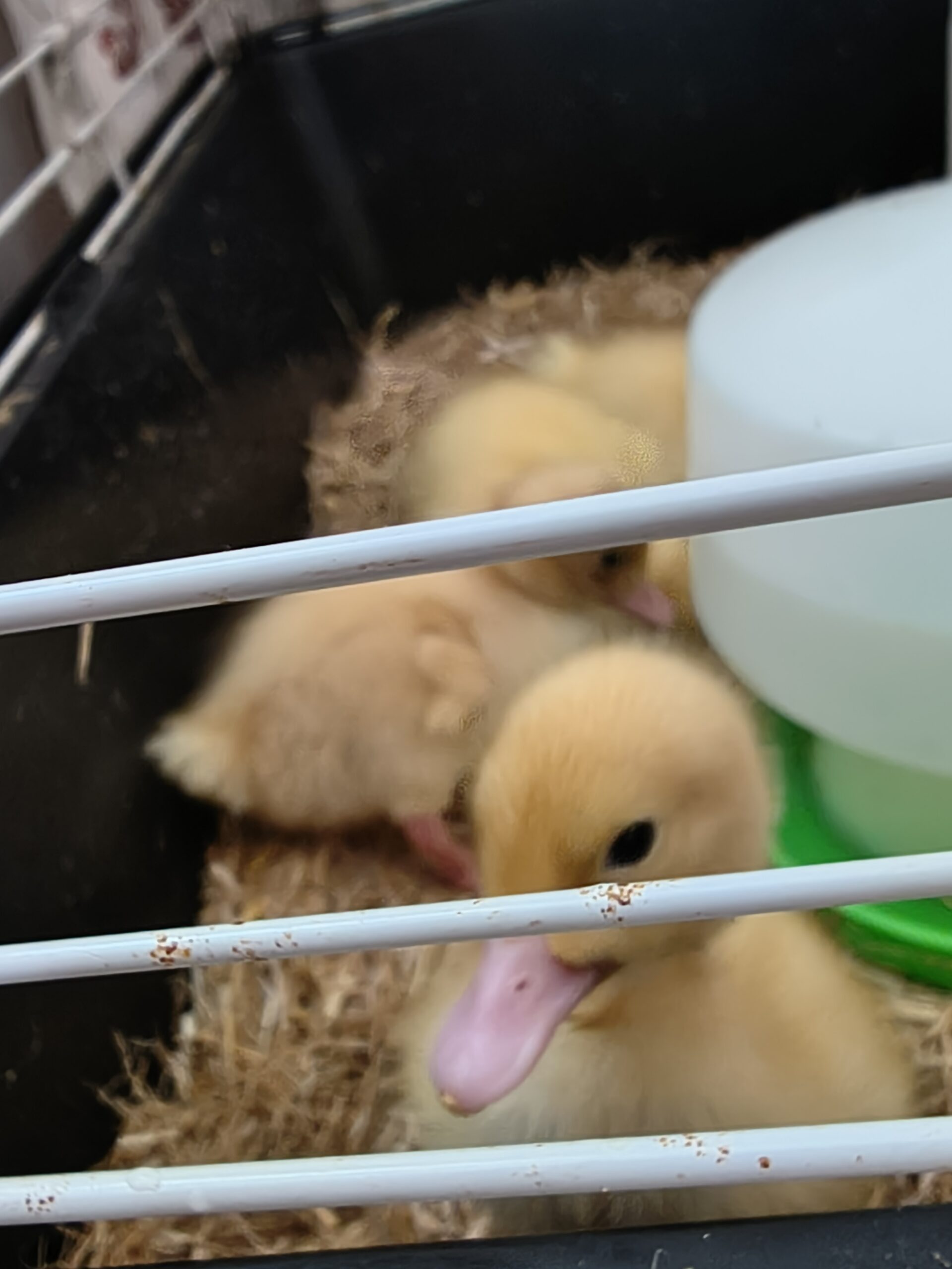 Close up of duckling in cage scaled