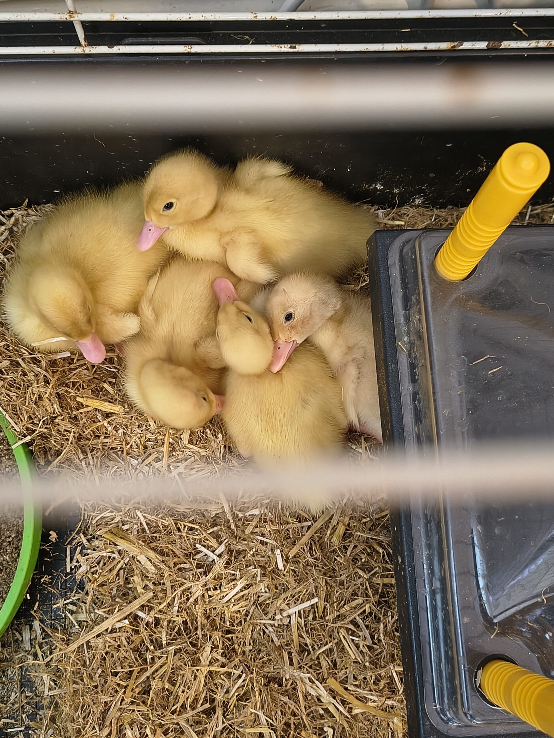 Close up of ducklings huddled together in the cage scaled