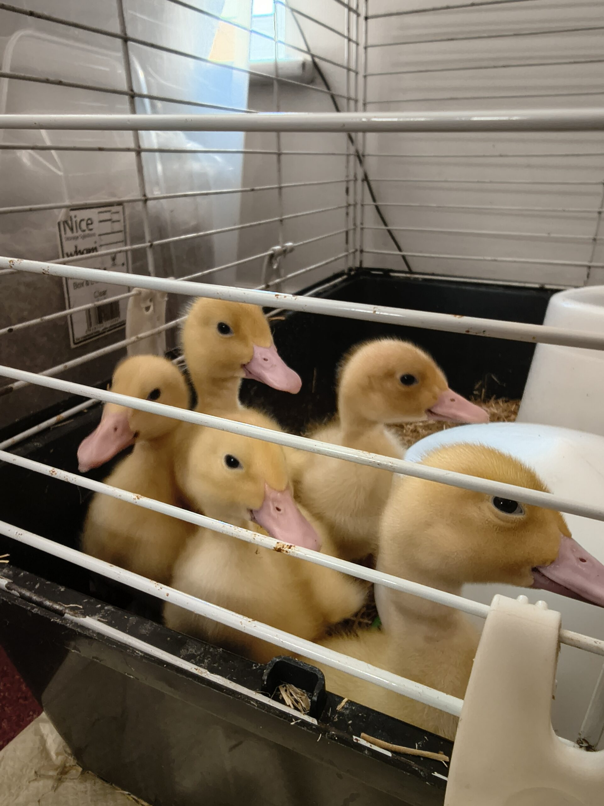 Close up of ducklings in their cage scaled