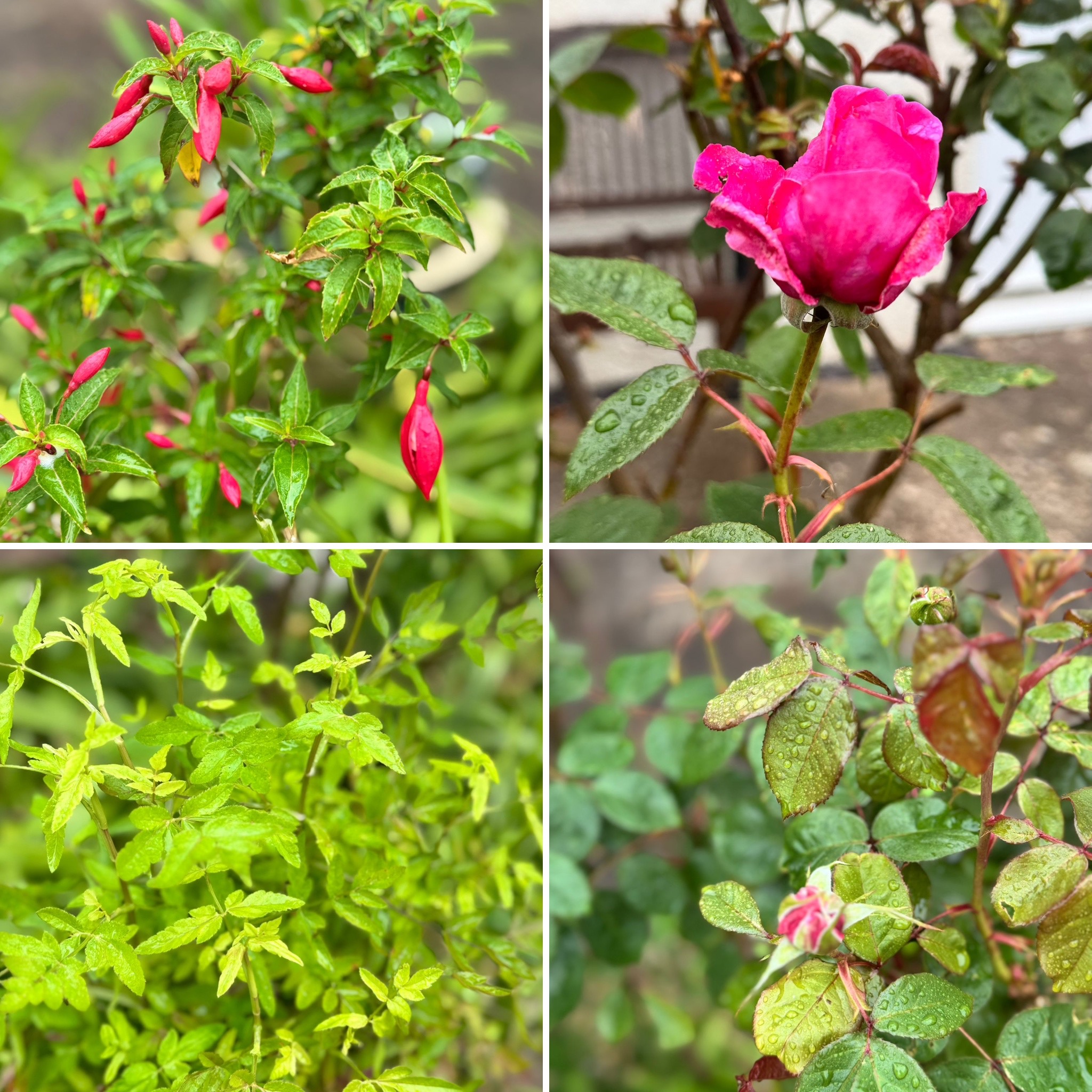 Collage of 4 photos of plants including a bright pink rose bud and cerise pink flowers
