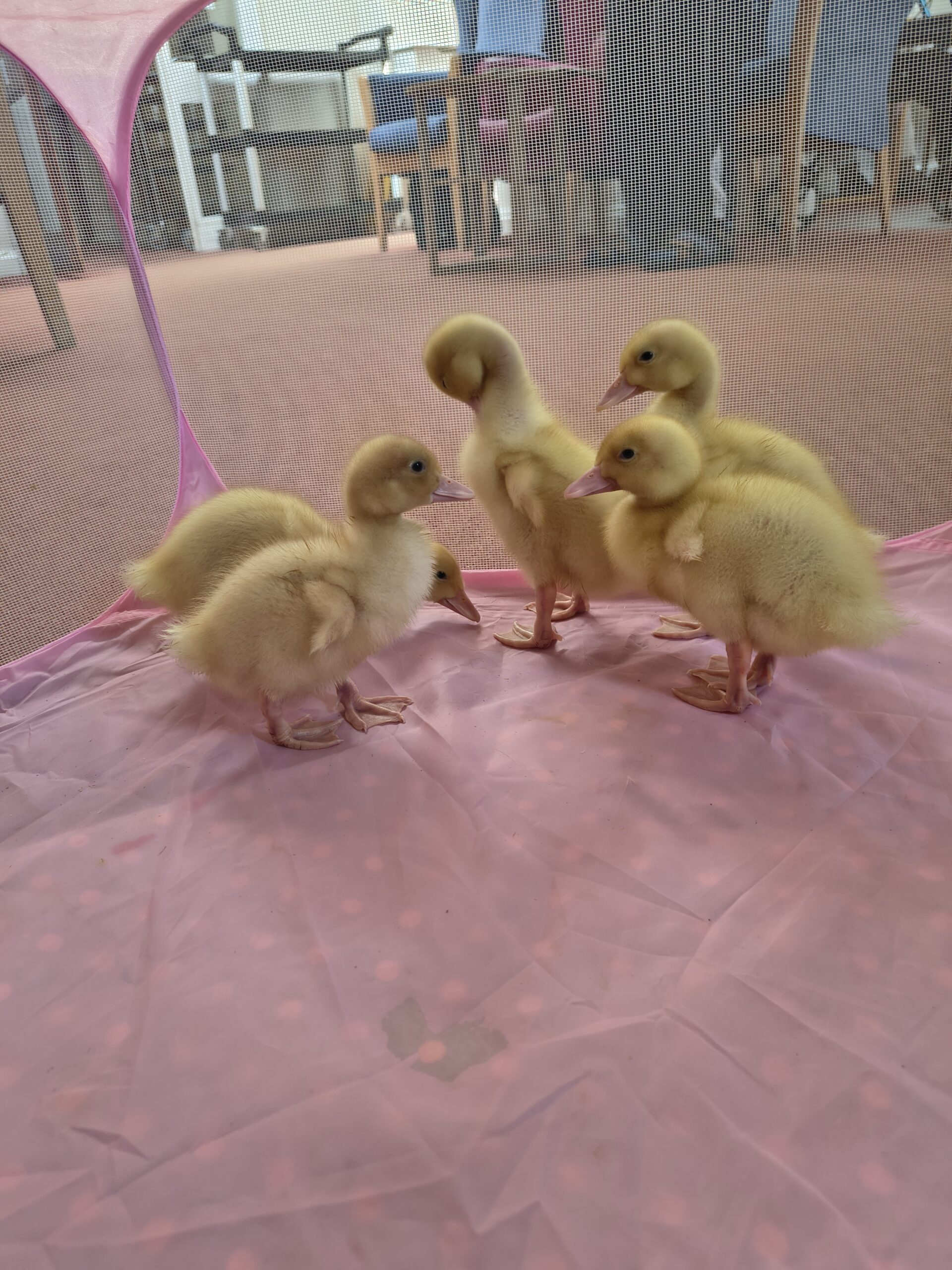 Duckling drying off in a soft area scaled