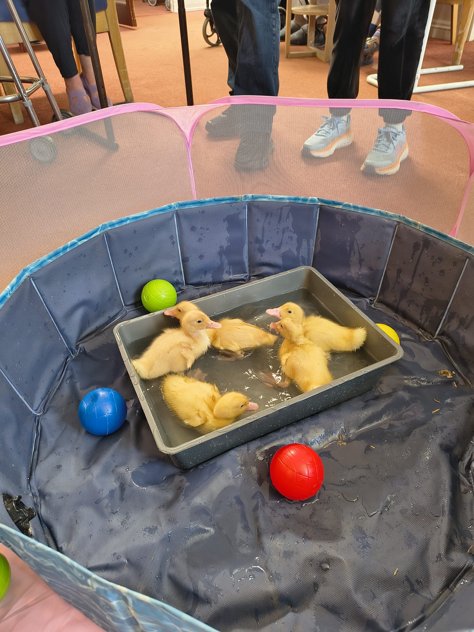 Ducklings all in a tray of water splashing around scaled