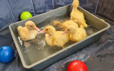 Confident Ducklings Bring Smiles to Cambrian Lodge
