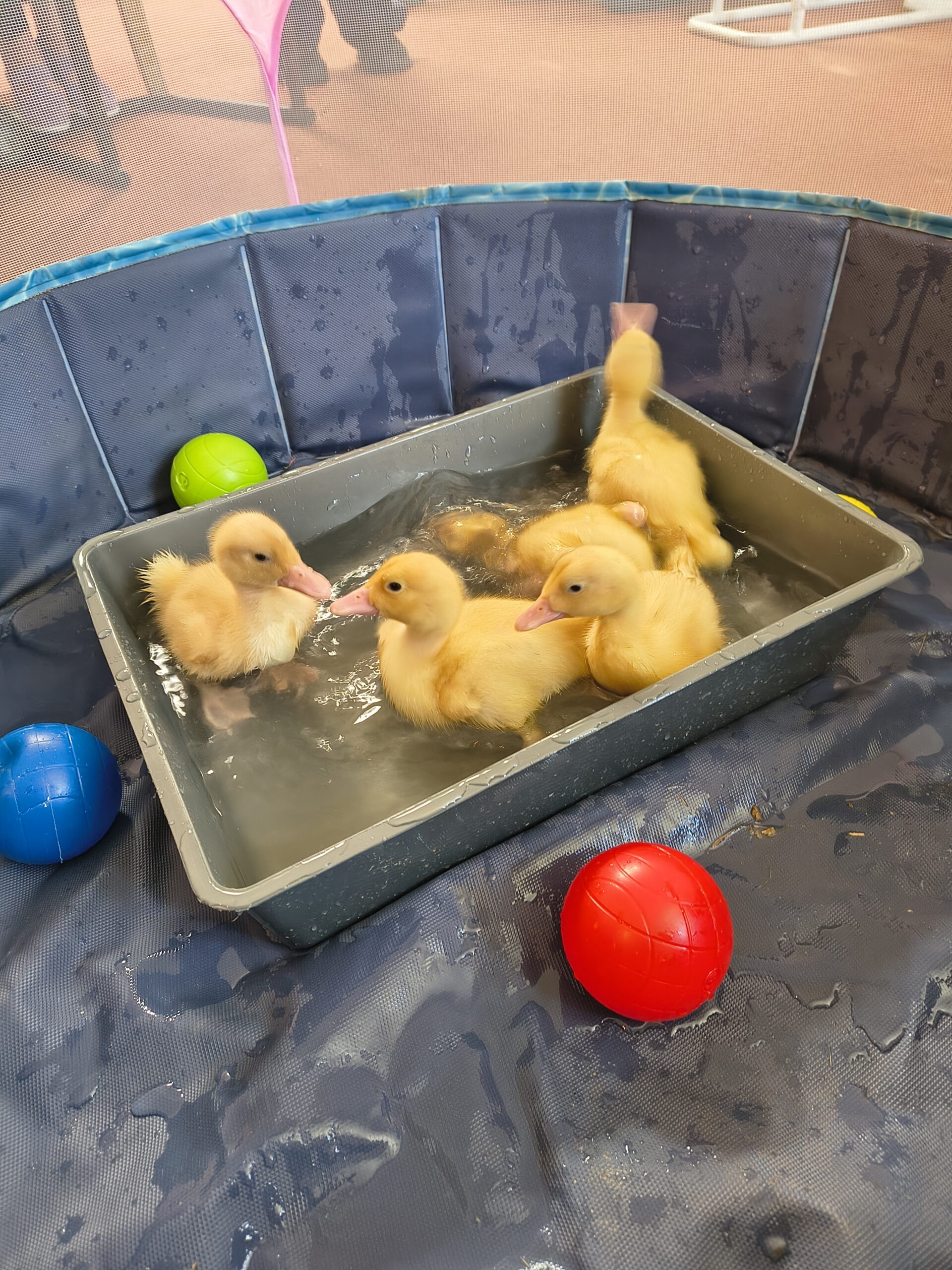 Ducklings all in a tray of water within padded area scaled