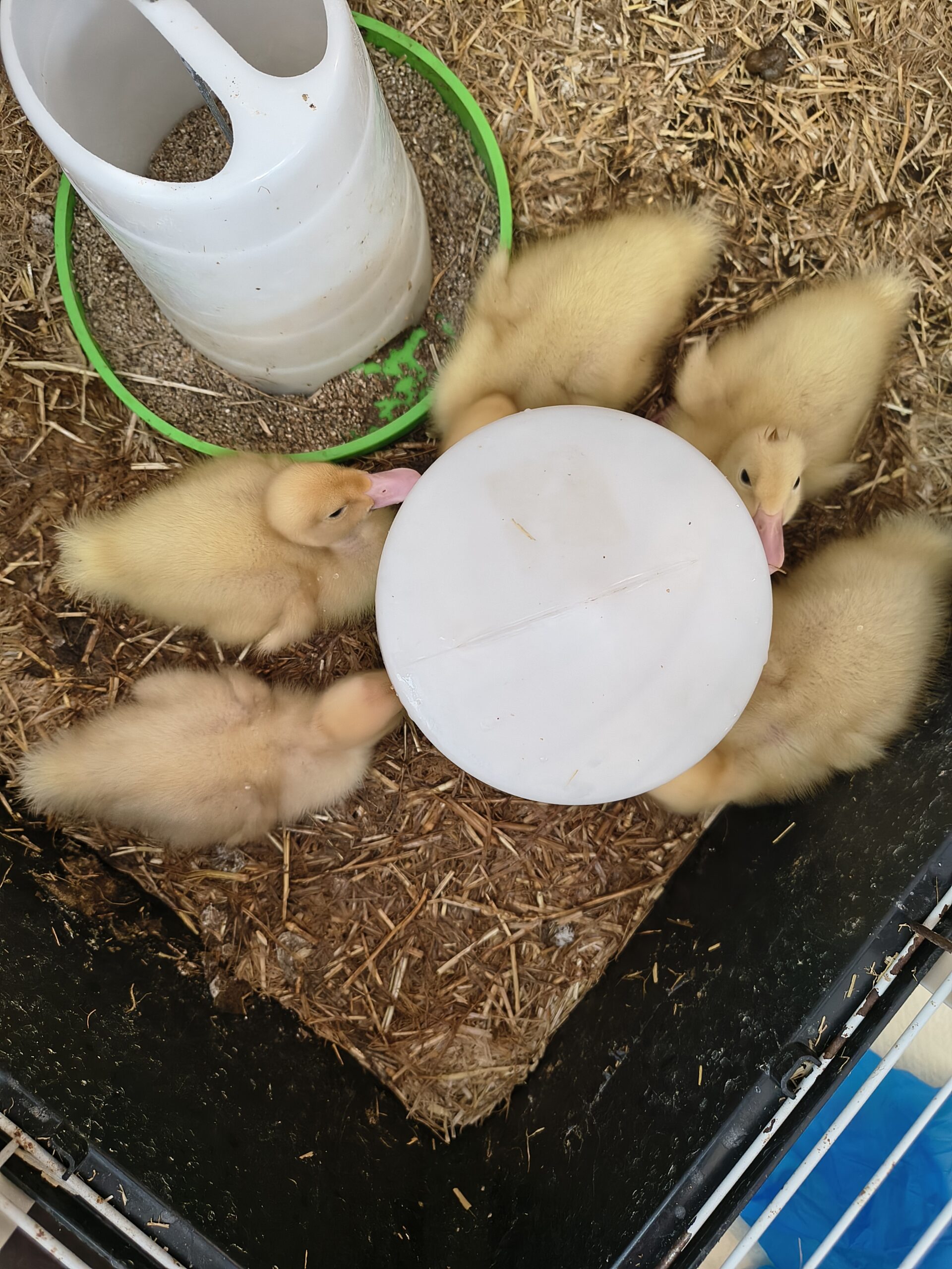 Ducklings around drinker in their cage scaled