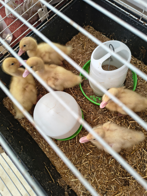 Ducklings back in their cage looking around