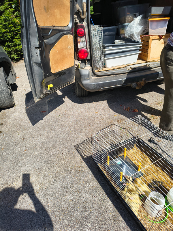 Ducklings being loaded into the back of a van