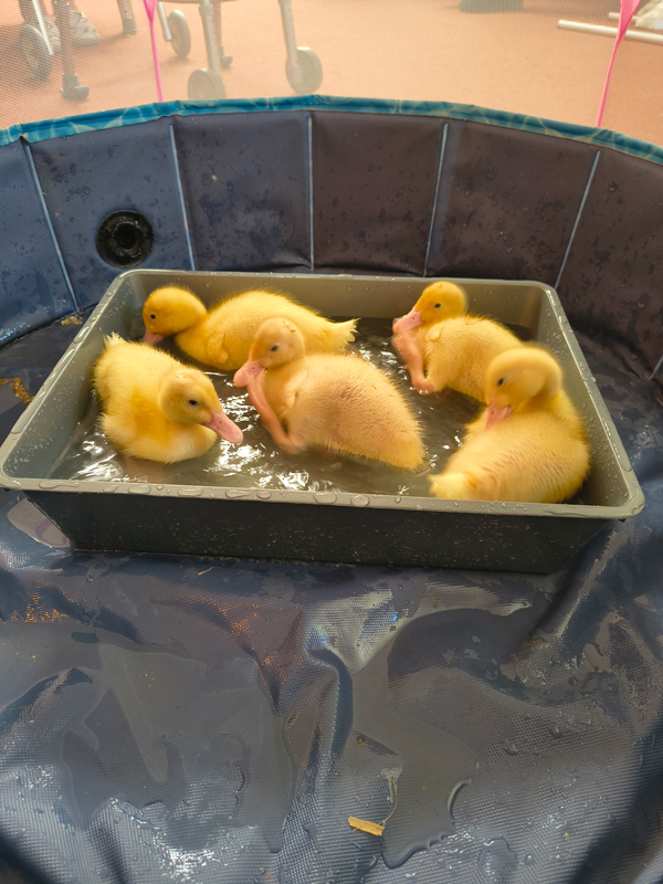 Ducklings having fun cleaning themselves in a tray of water