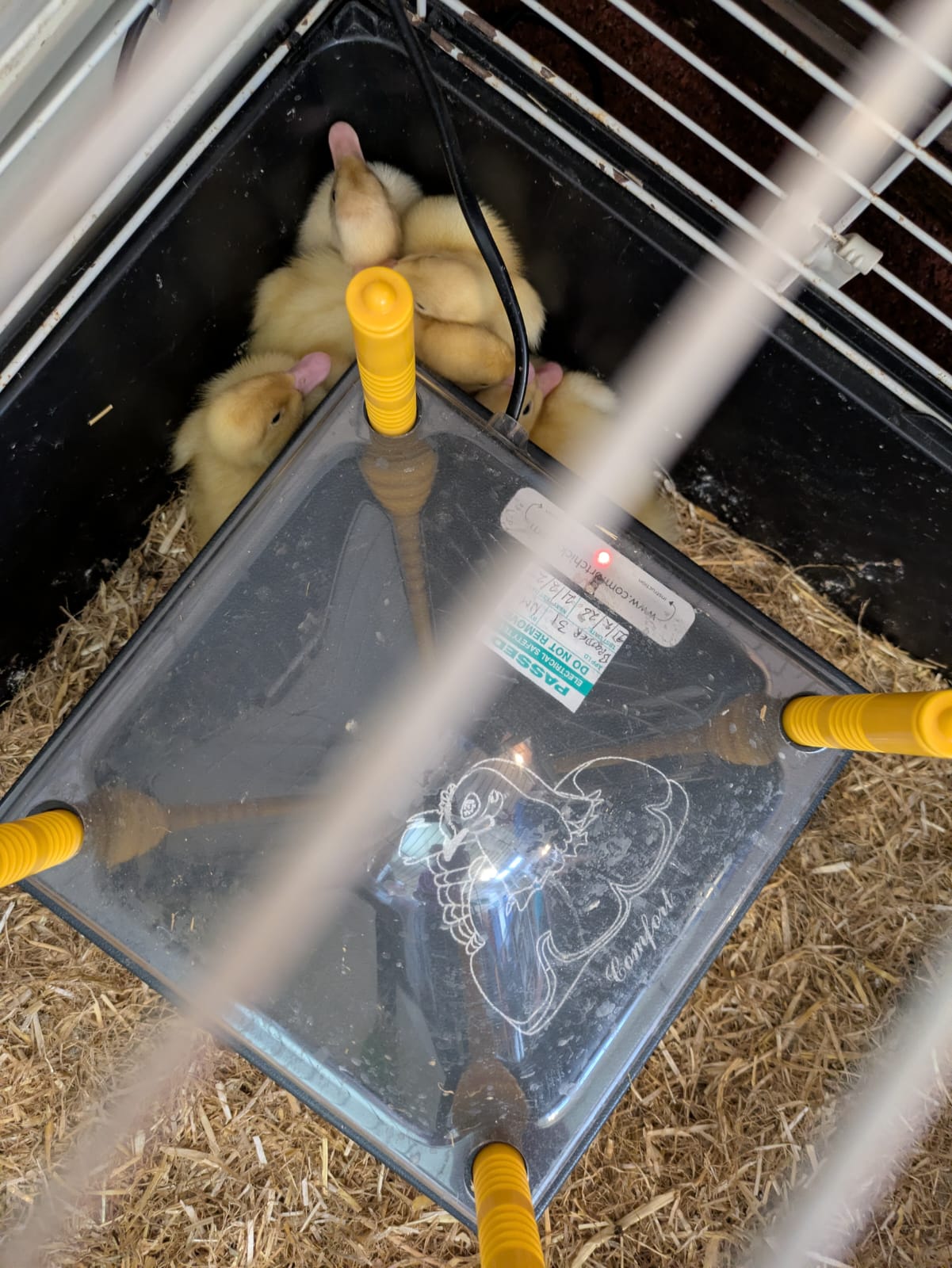 Ducklings huddled around the heater in the cage