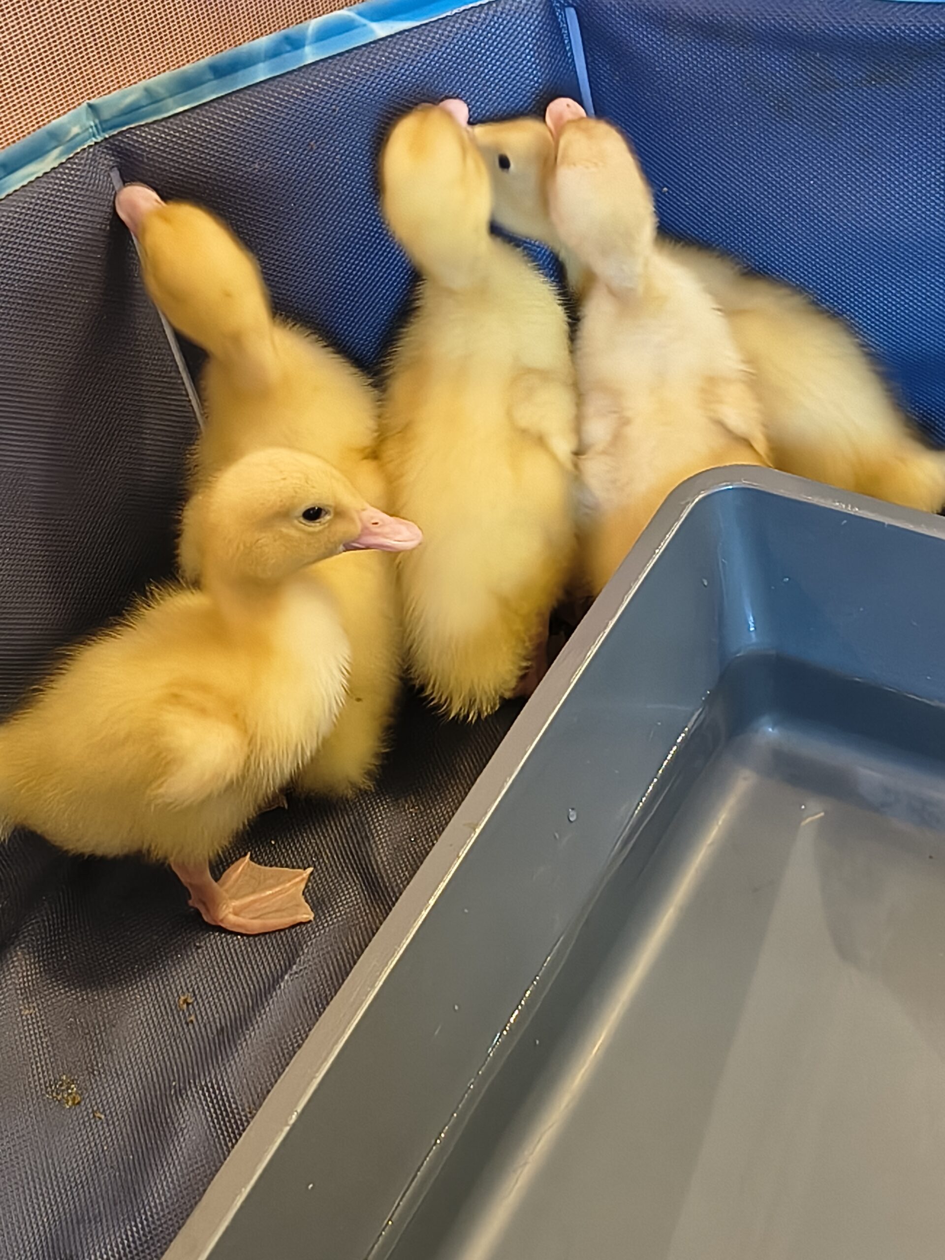 Ducklings huddled together beside tray of water scaled