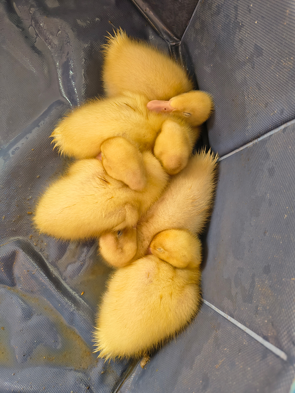 Ducklings huddled together drying off and sleeping