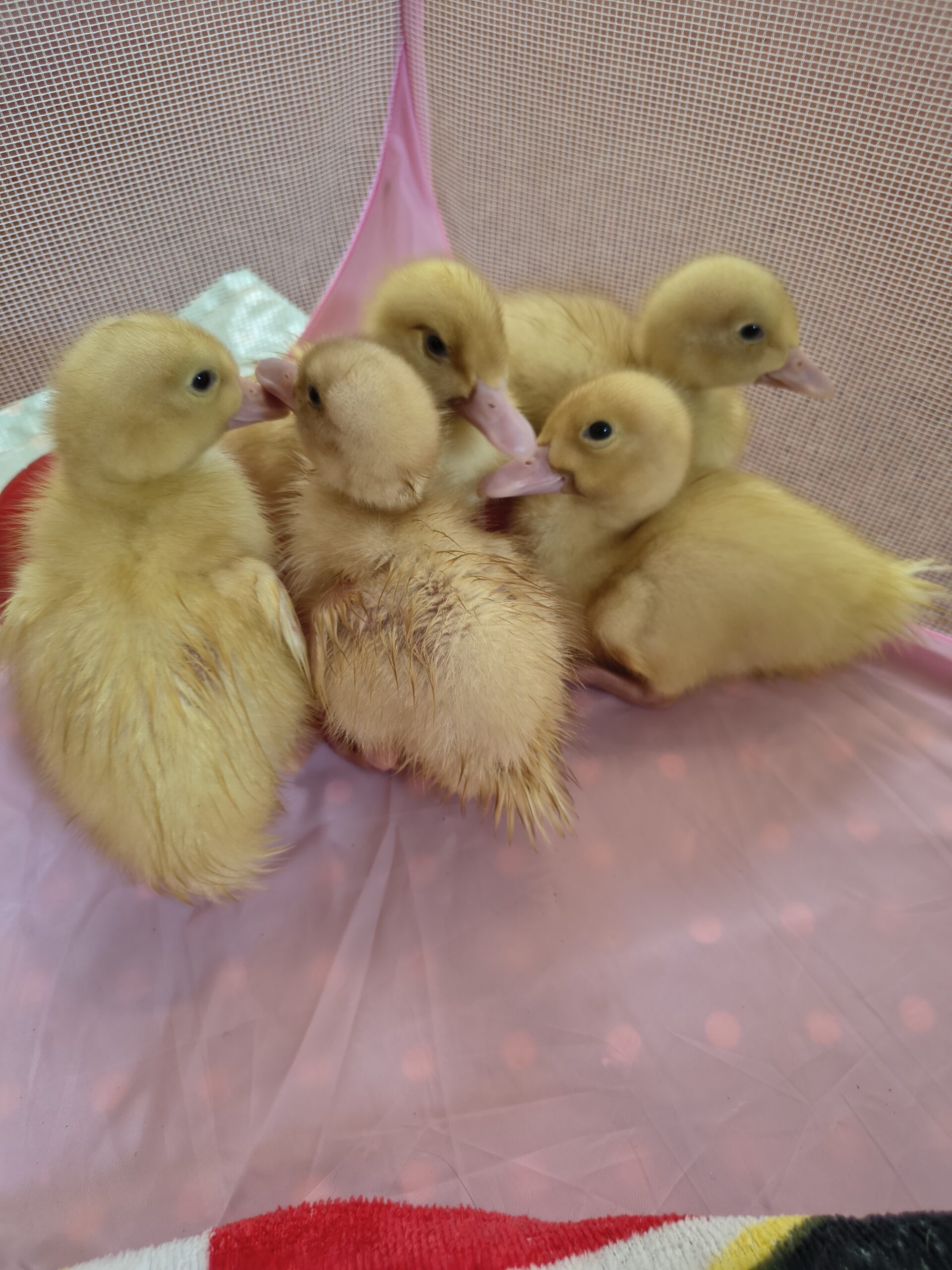 Ducklings huddled together in soft area with plastic balls scaled