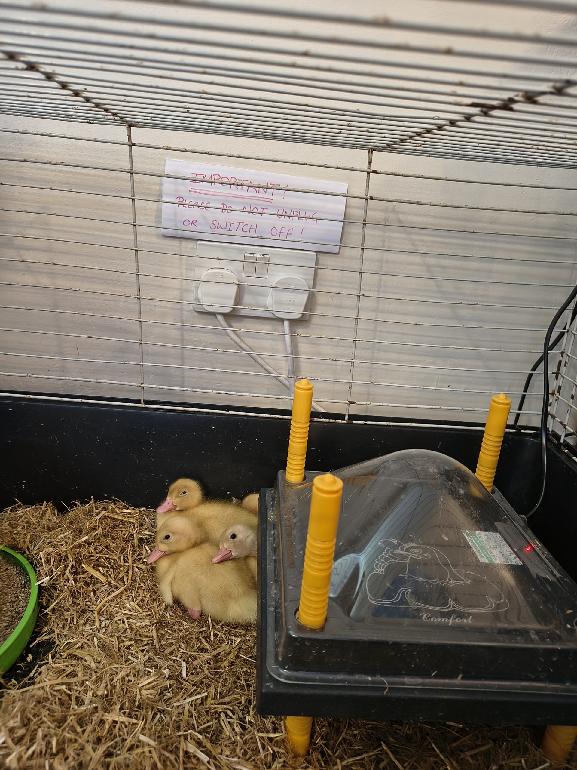 Ducklings huddled together in the cage scaled