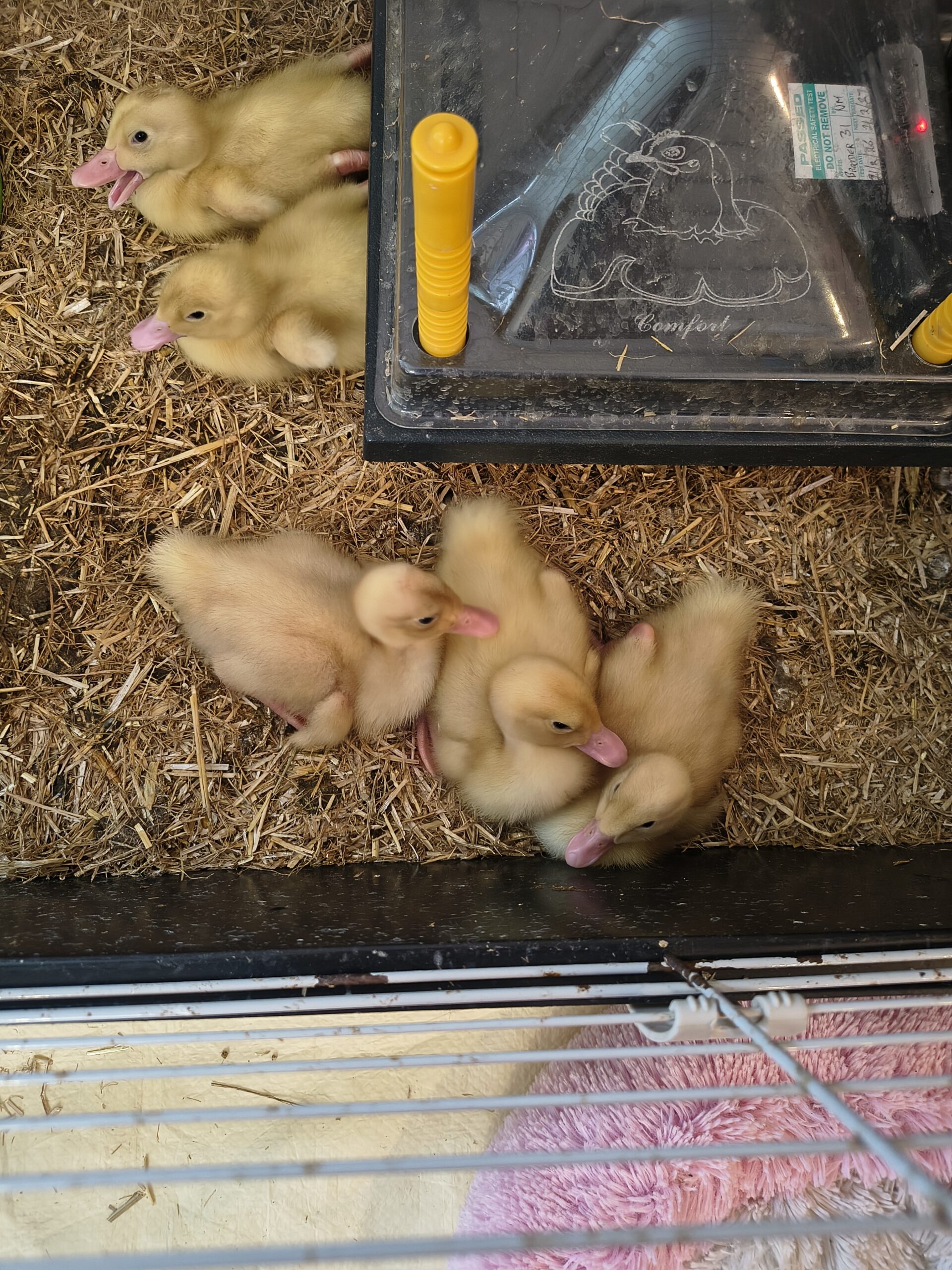Ducklings in cage huddled together quaking scaled