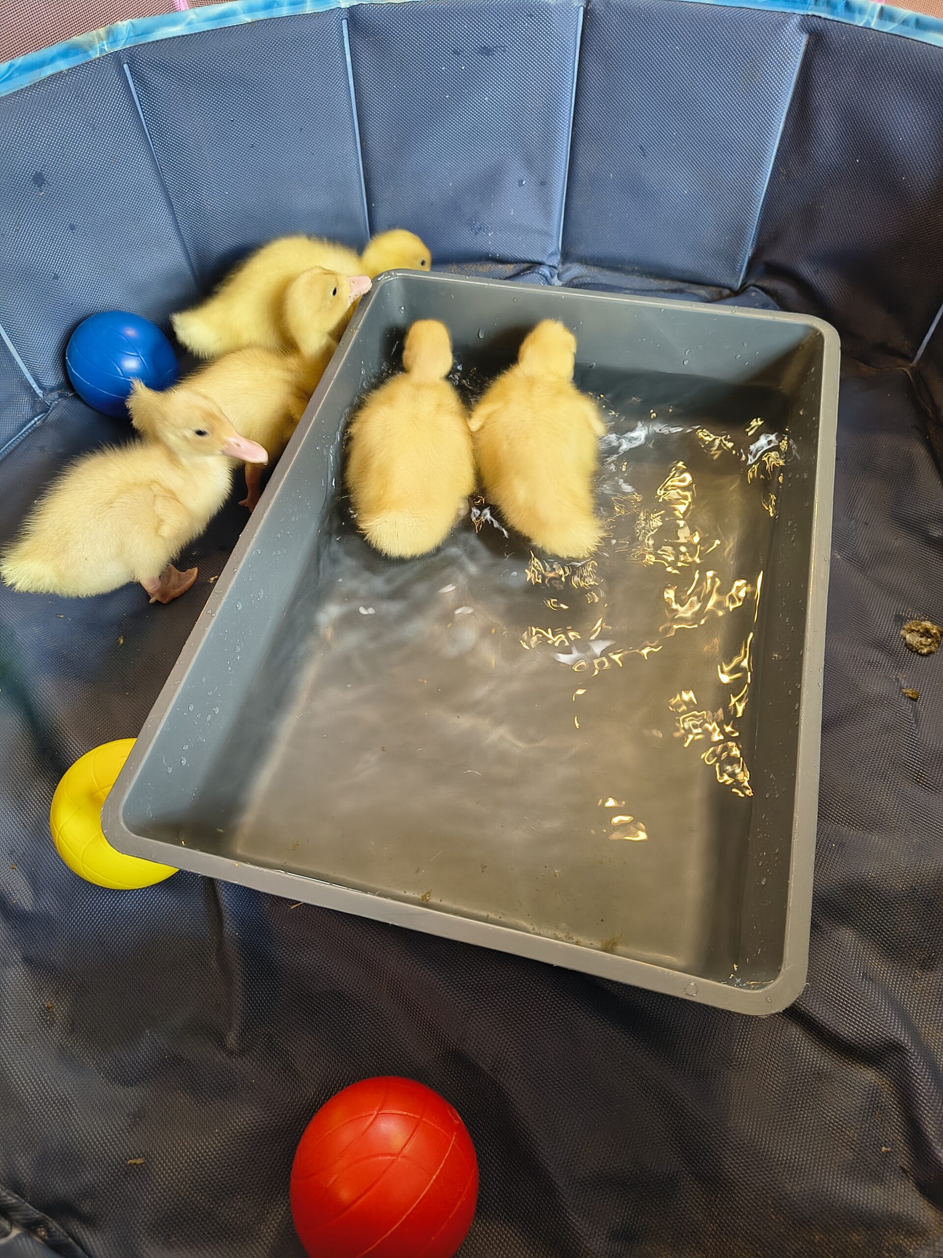 Ducklings in padded area with tray of water scaled