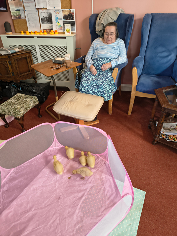Ducklings in soft play area exploring while a resident watches