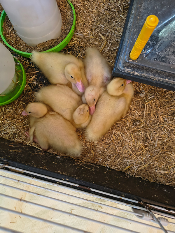 Ducklings in the cage huddled together