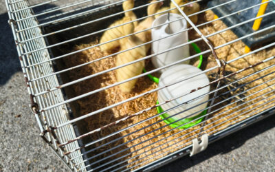 Fond Farewell to the Ducklings at Cambrian Lodge